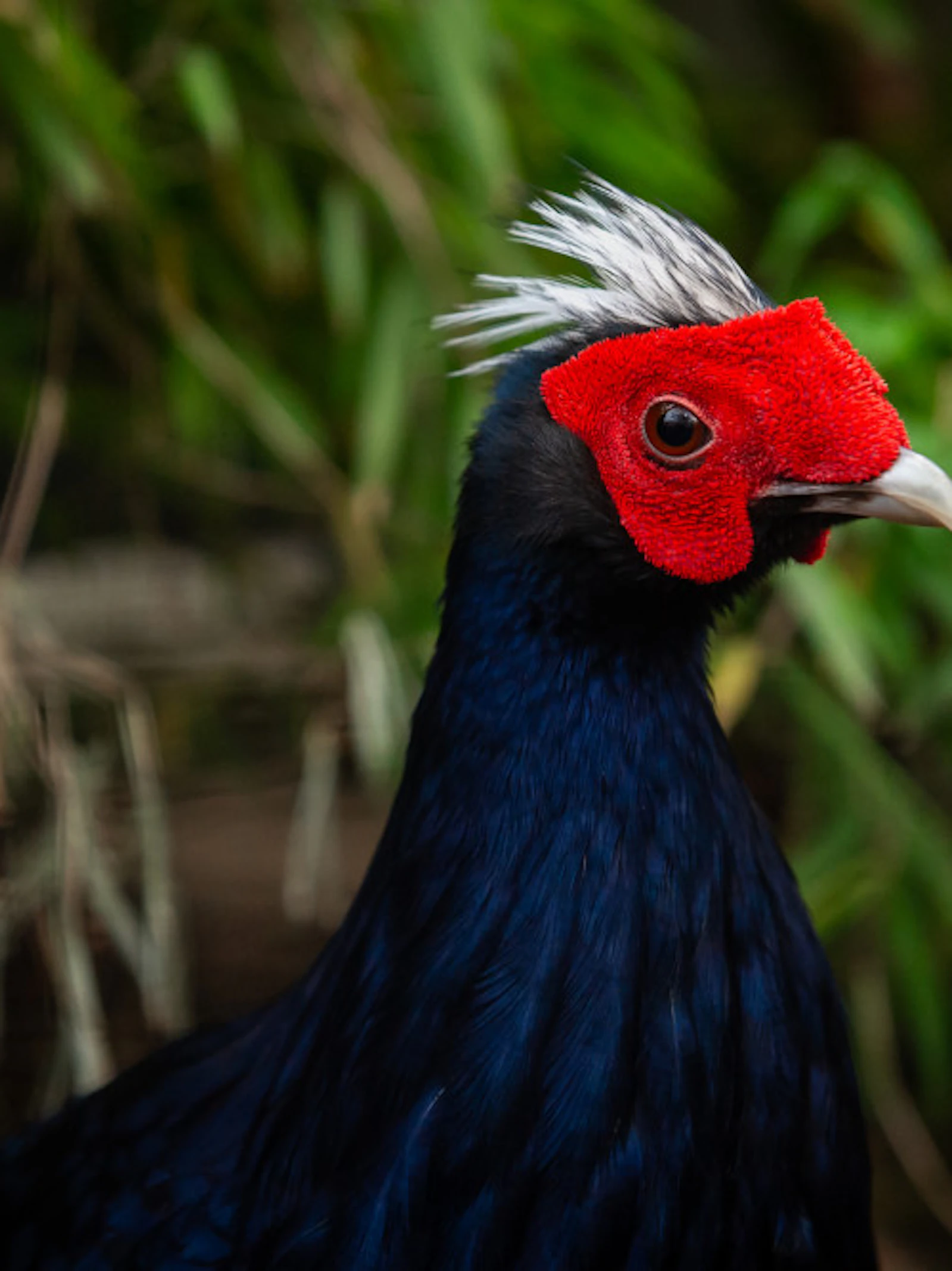 Vietnamfazant ZOO Antwerpen ZOO Antwerpen - Jonas Verhulst