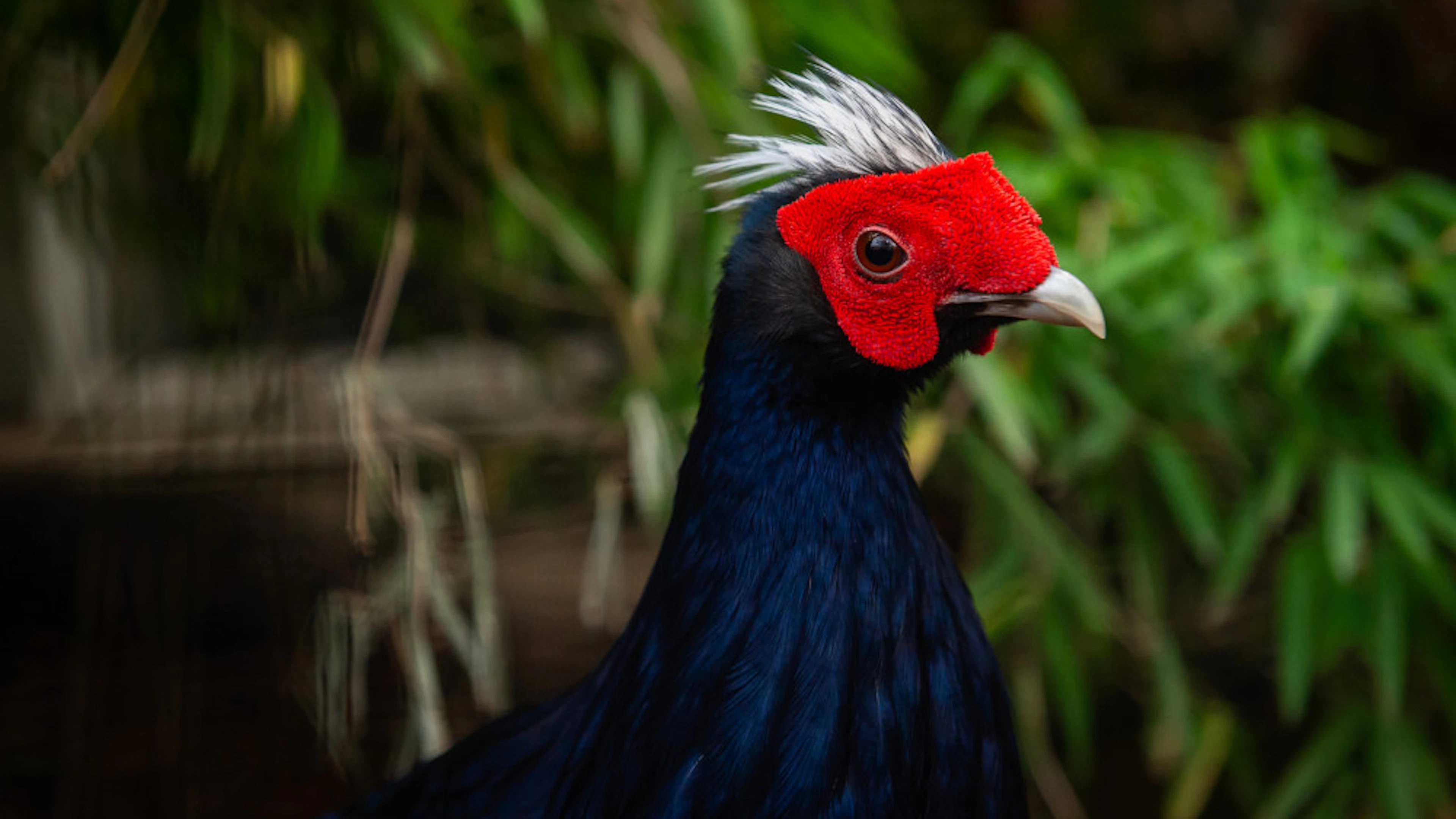 Vietnamfazant ZOO Antwerpen ZOO Antwerpen - Jonas Verhulst
