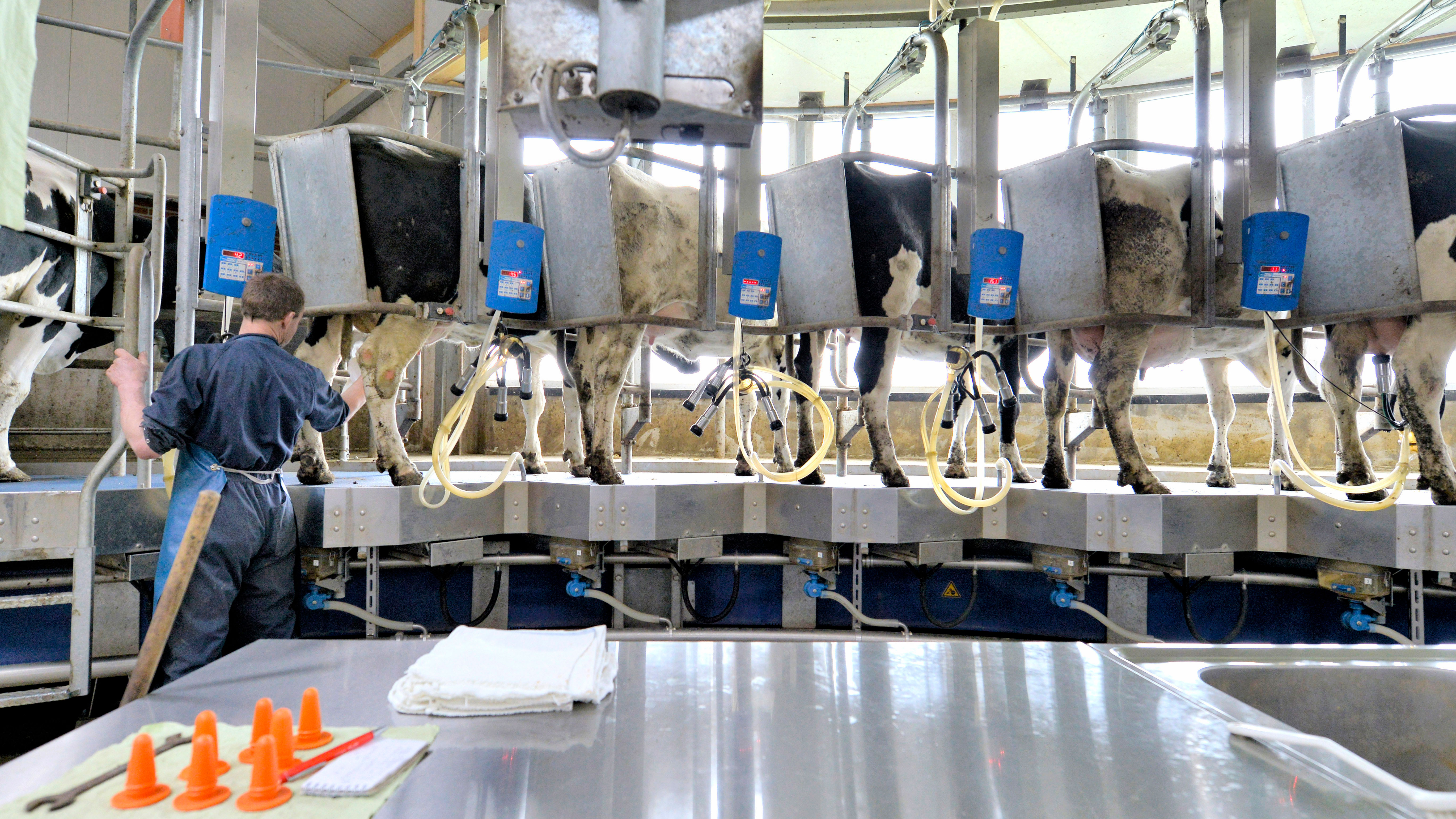 Varkens met extra tepels en andere superbeesten