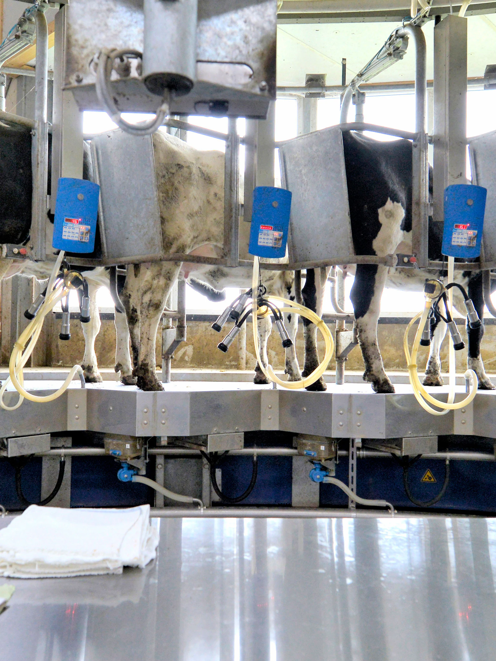 Varkens met extra tepels en andere superbeesten