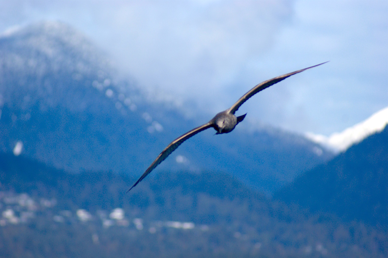 Credit: Christina Harvey / UBC