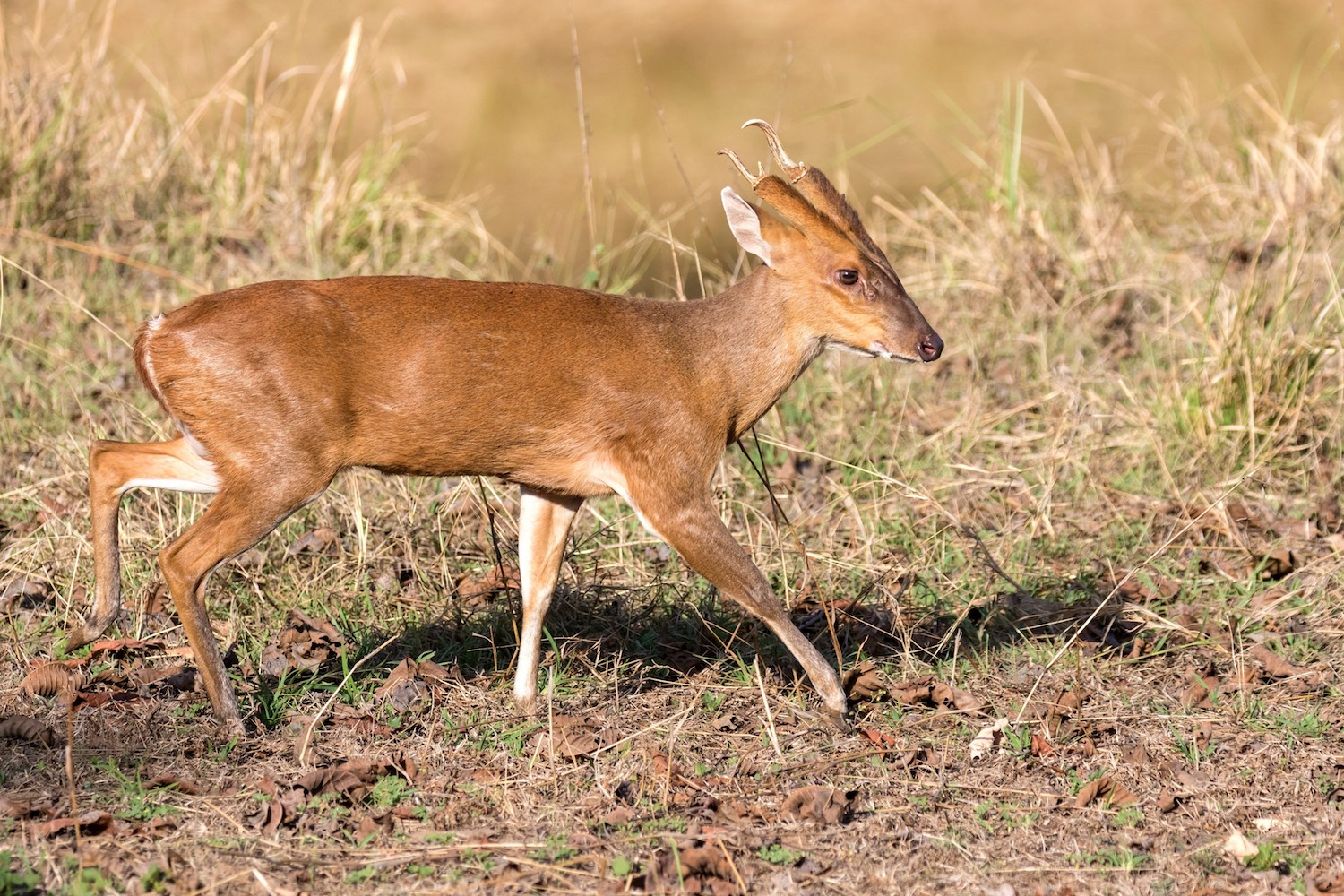 Uitheemse muntjak bedreigt de biodiversiteit