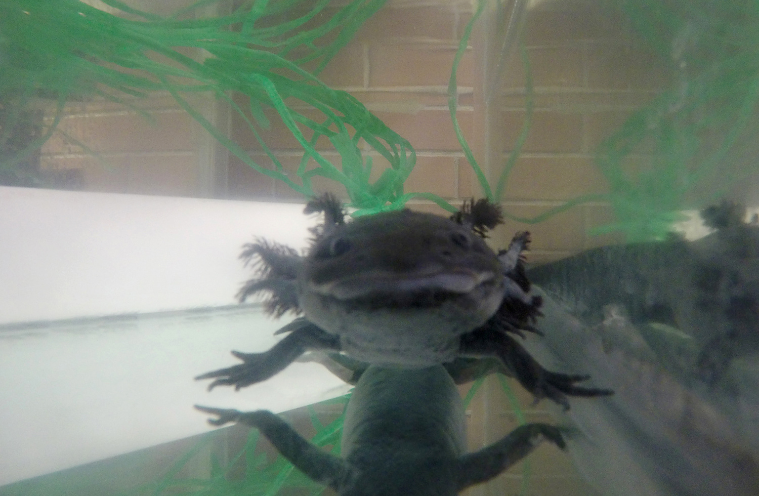 Genoom van ‘supersalamander’ in kaart gebracht