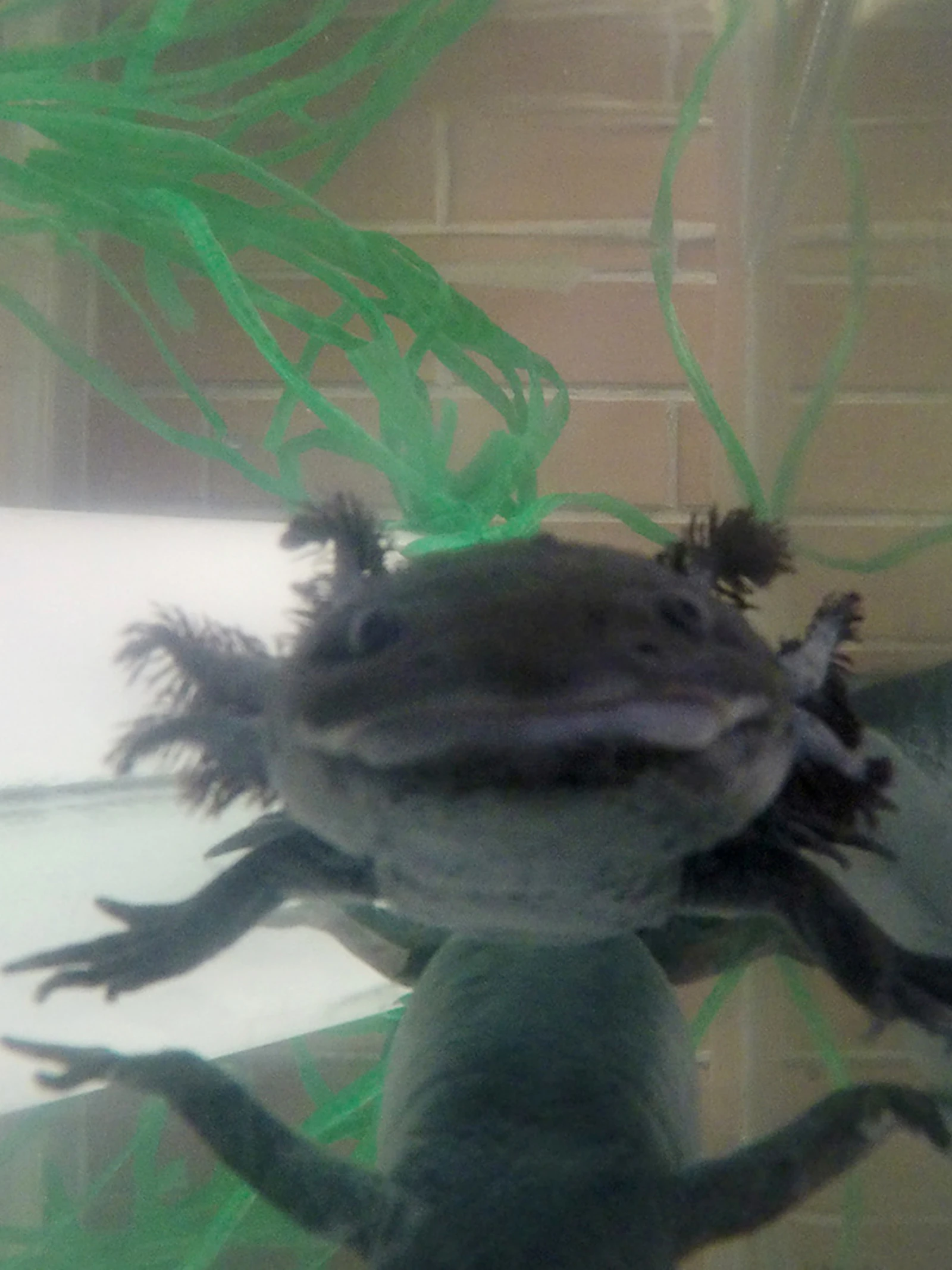 Genoom van ‘supersalamander’ in kaart gebracht