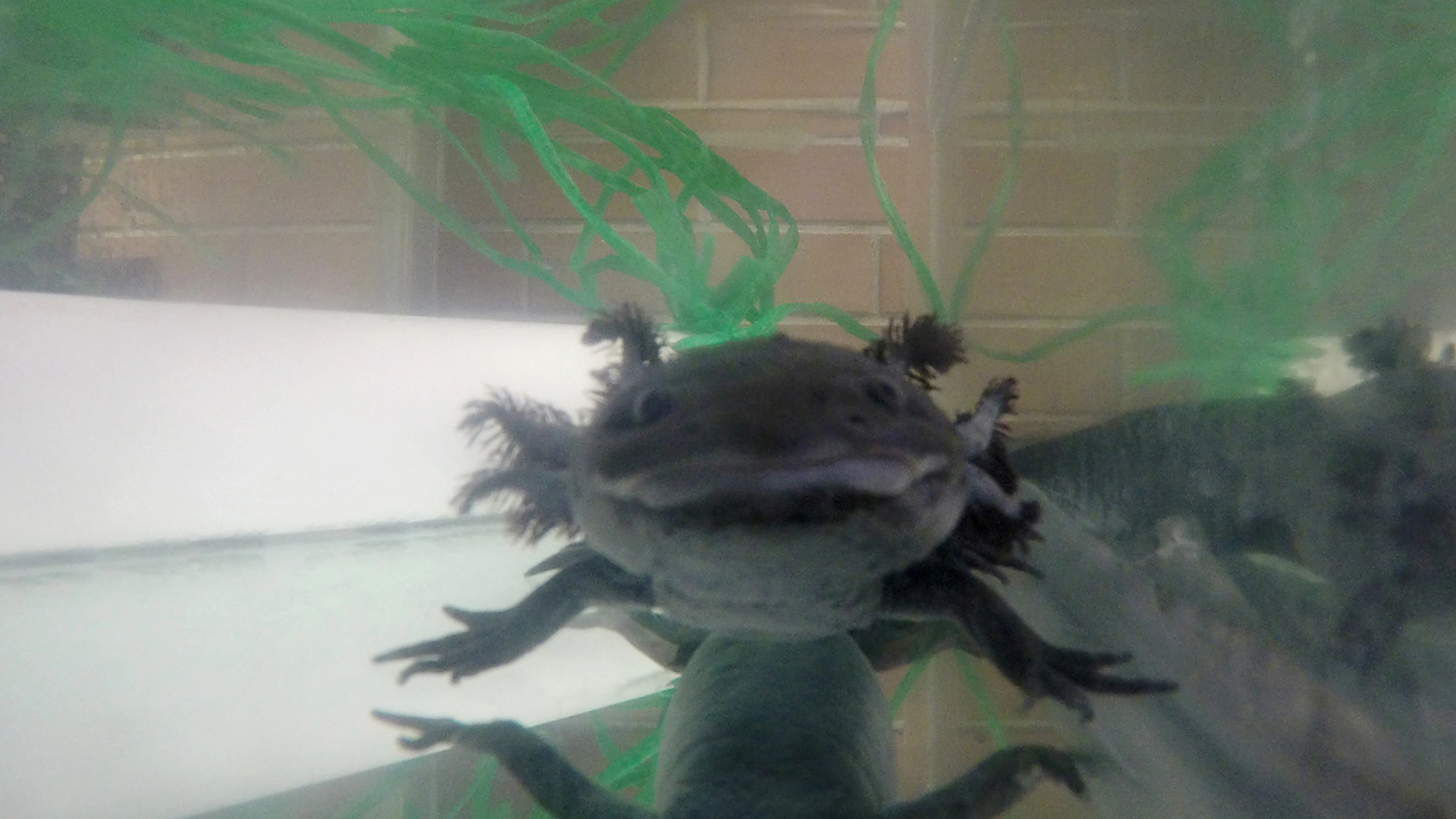 Genoom van ‘supersalamander’ in kaart gebracht