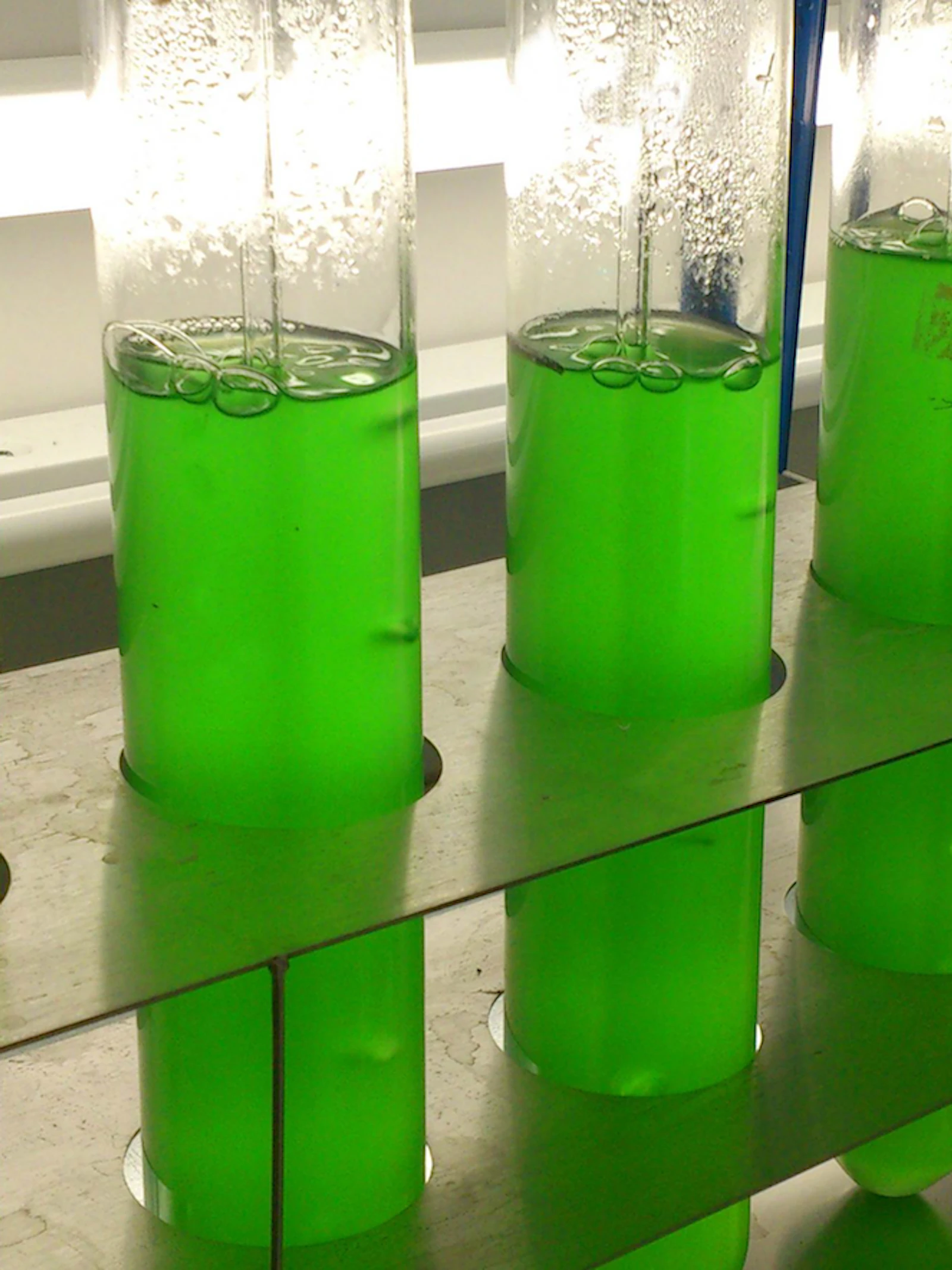 Bacteriesuiker kan glyfosaat vervangen
