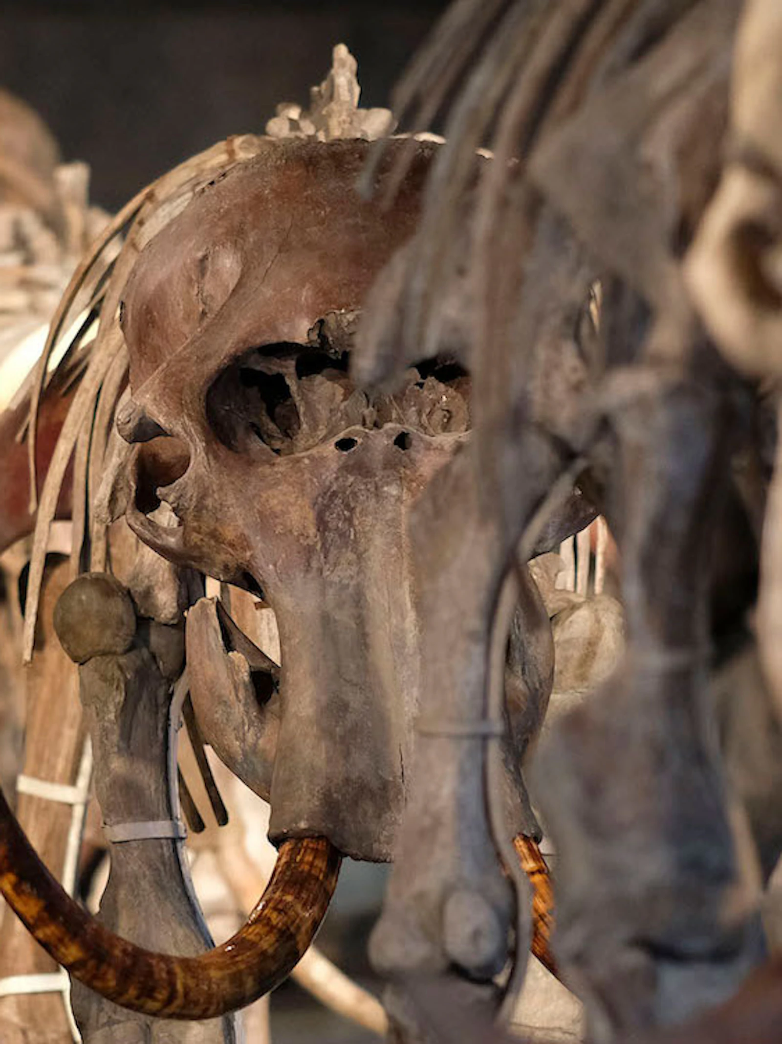 Moderne mens dwong mammoet en neanderthaler richting afgrond