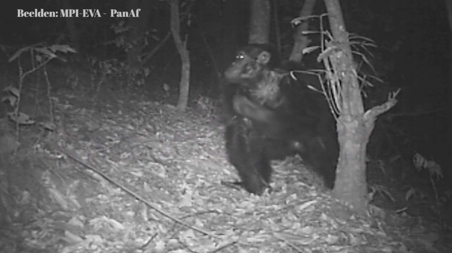 Onderzoek bij chimpansees geeft inzicht in evolutie van menselijk slaapgedrag
