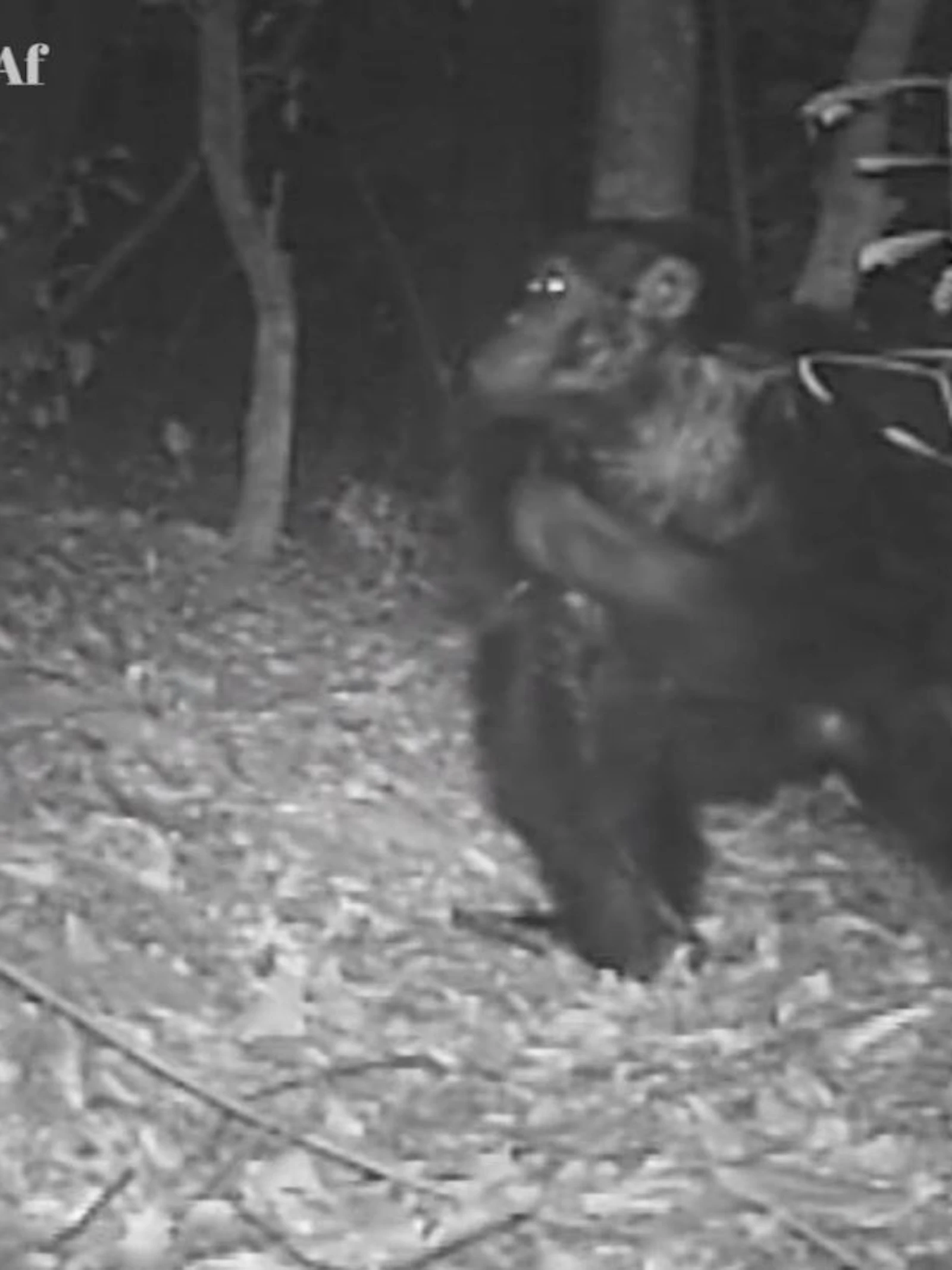 Slapende apen Onderzoek bij chimpansees geeft inzicht in evolutie van menselijk slaapgedrag