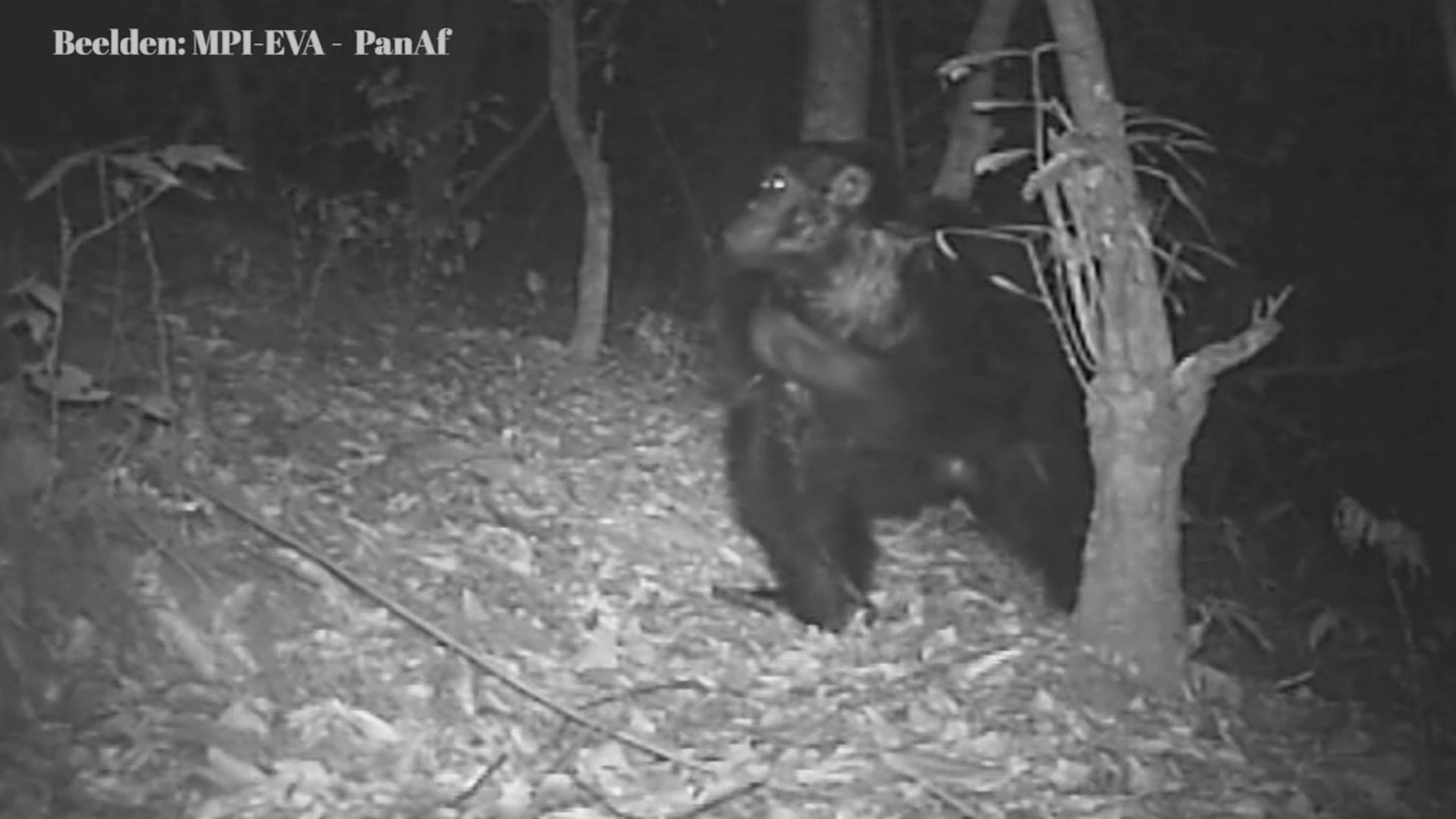 Slapende apen Onderzoek bij chimpansees geeft inzicht in evolutie van menselijk slaapgedrag