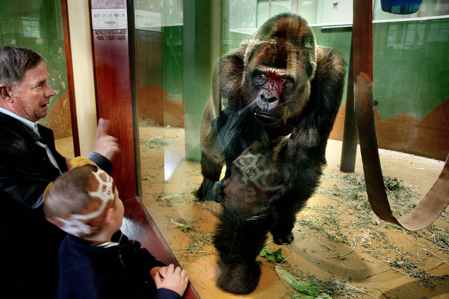 De droeve blik van de gorilla