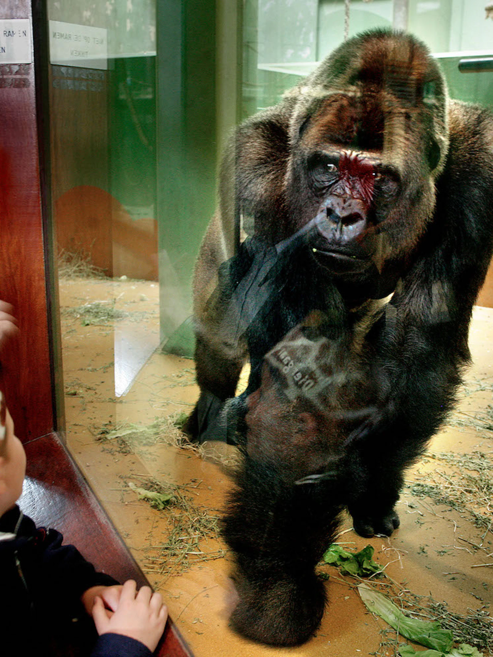 De droeve blik van de gorilla