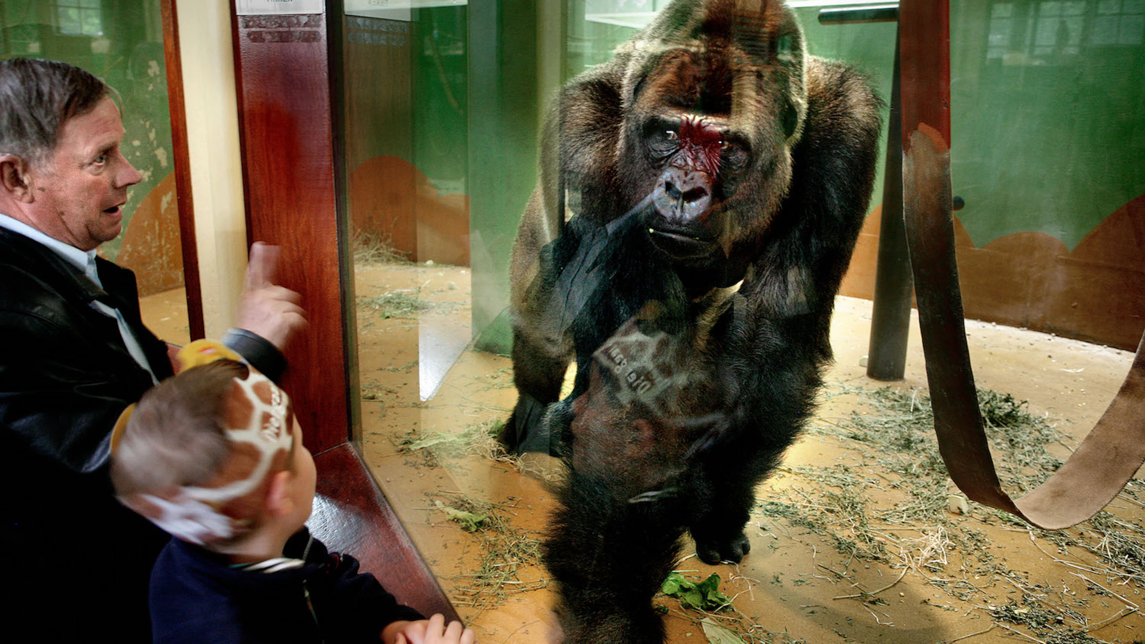 De droeve blik van de gorilla