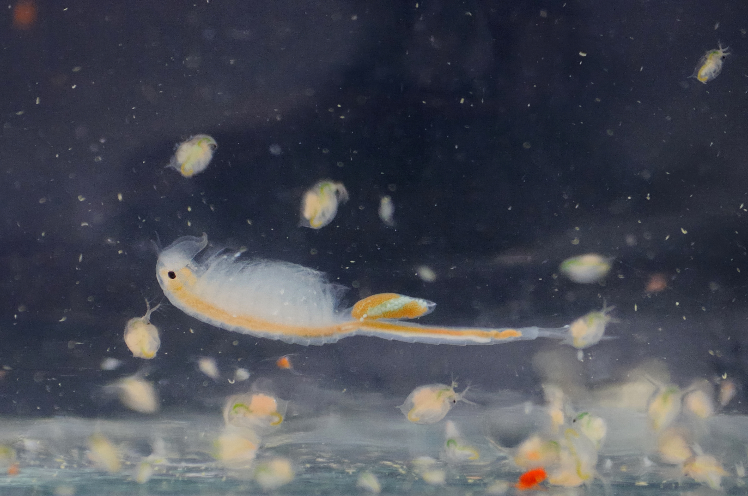 Habitatverlies schaadt ook naburige biodiversiteit