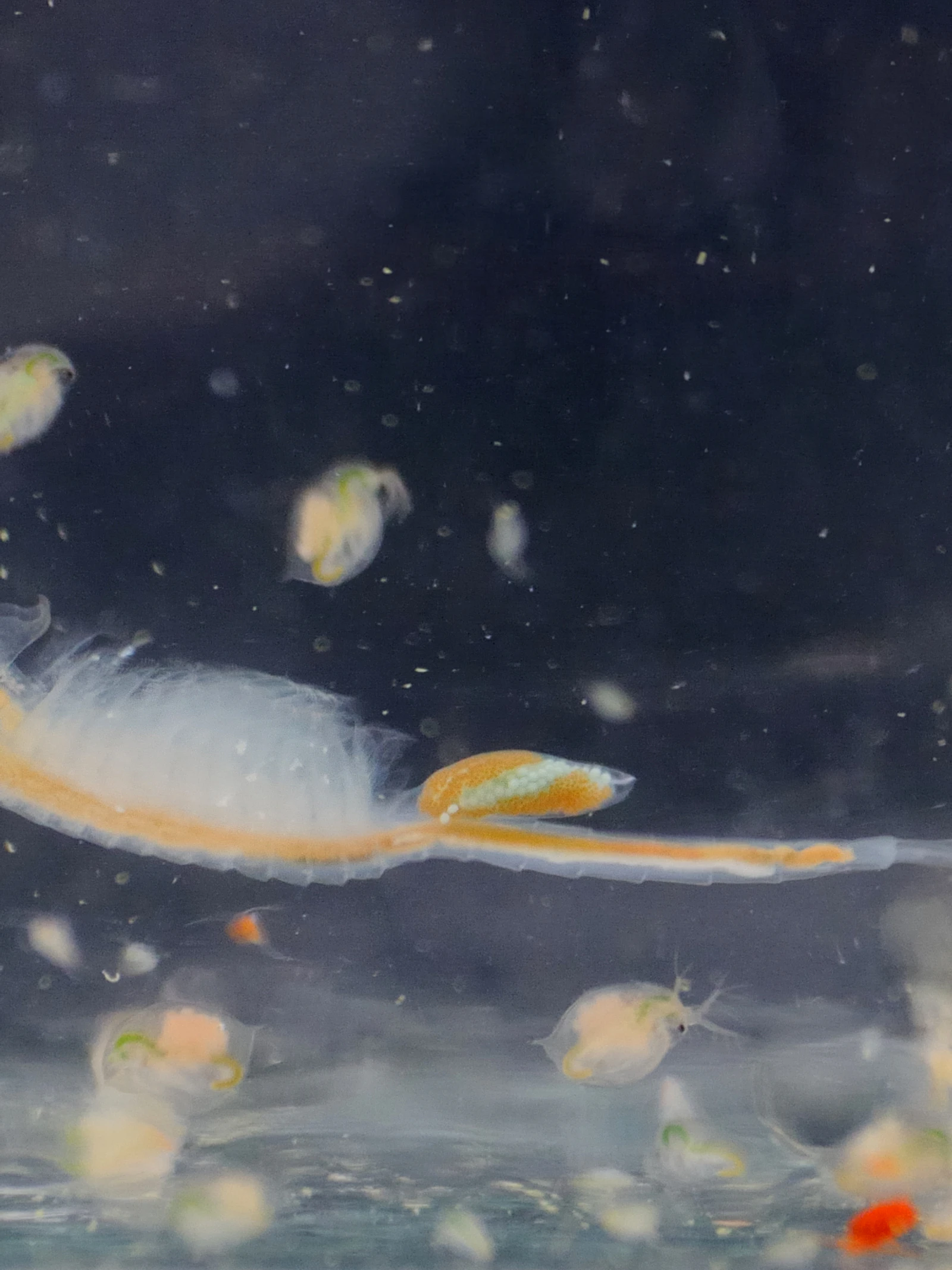 Habitatverlies schaadt ook naburige biodiversiteit
