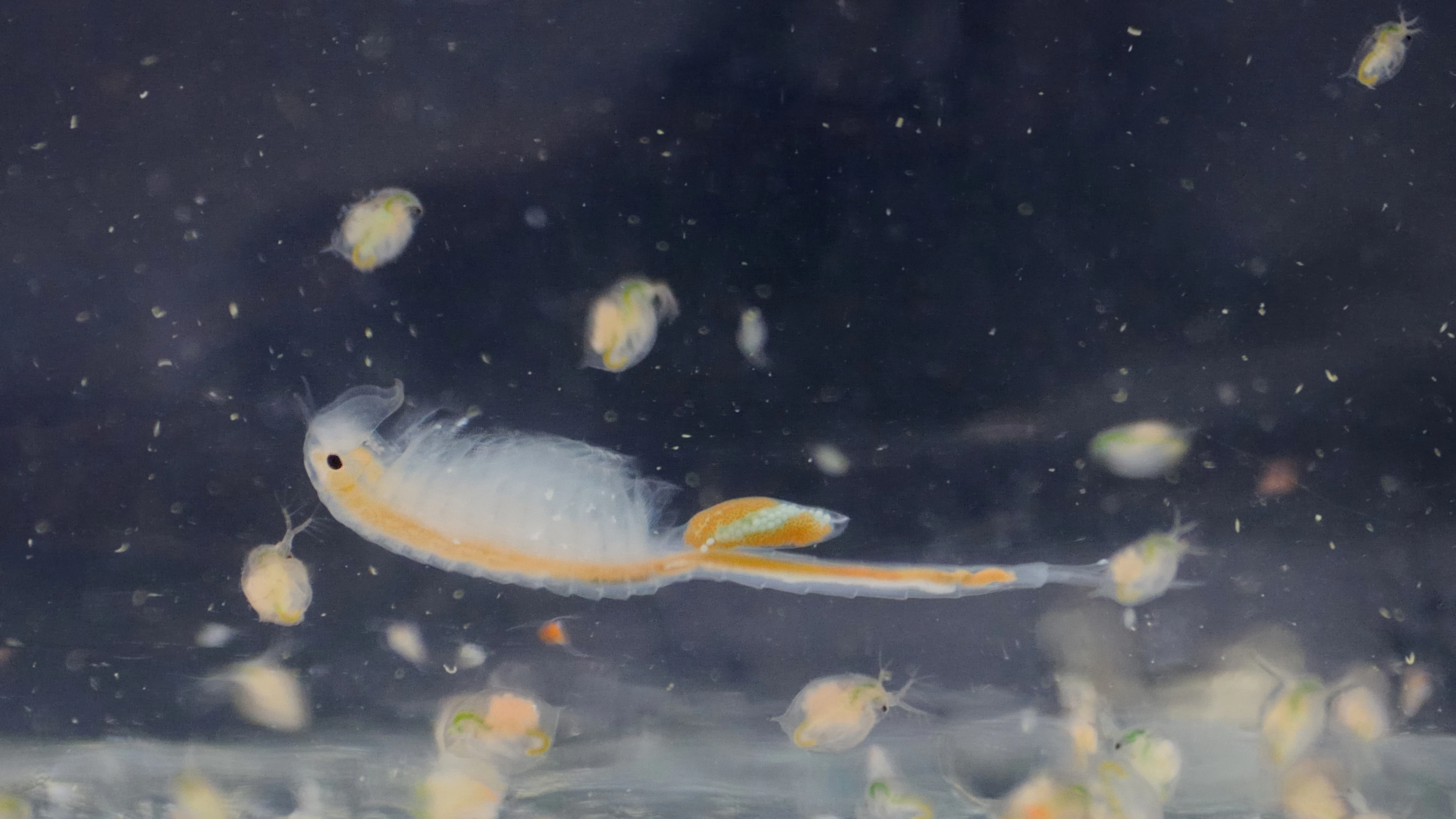 Habitatverlies schaadt ook naburige biodiversiteit