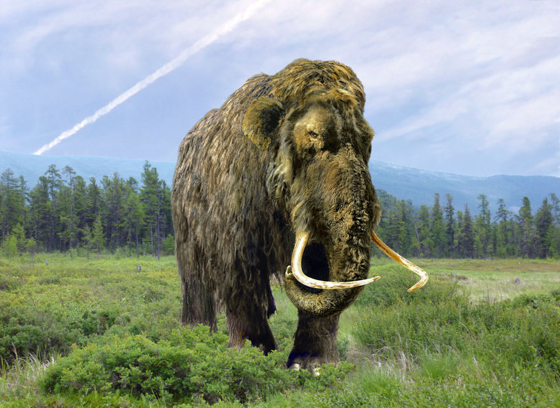 Neanderthaler en mammoet maakten gelijkaardige evolutie door