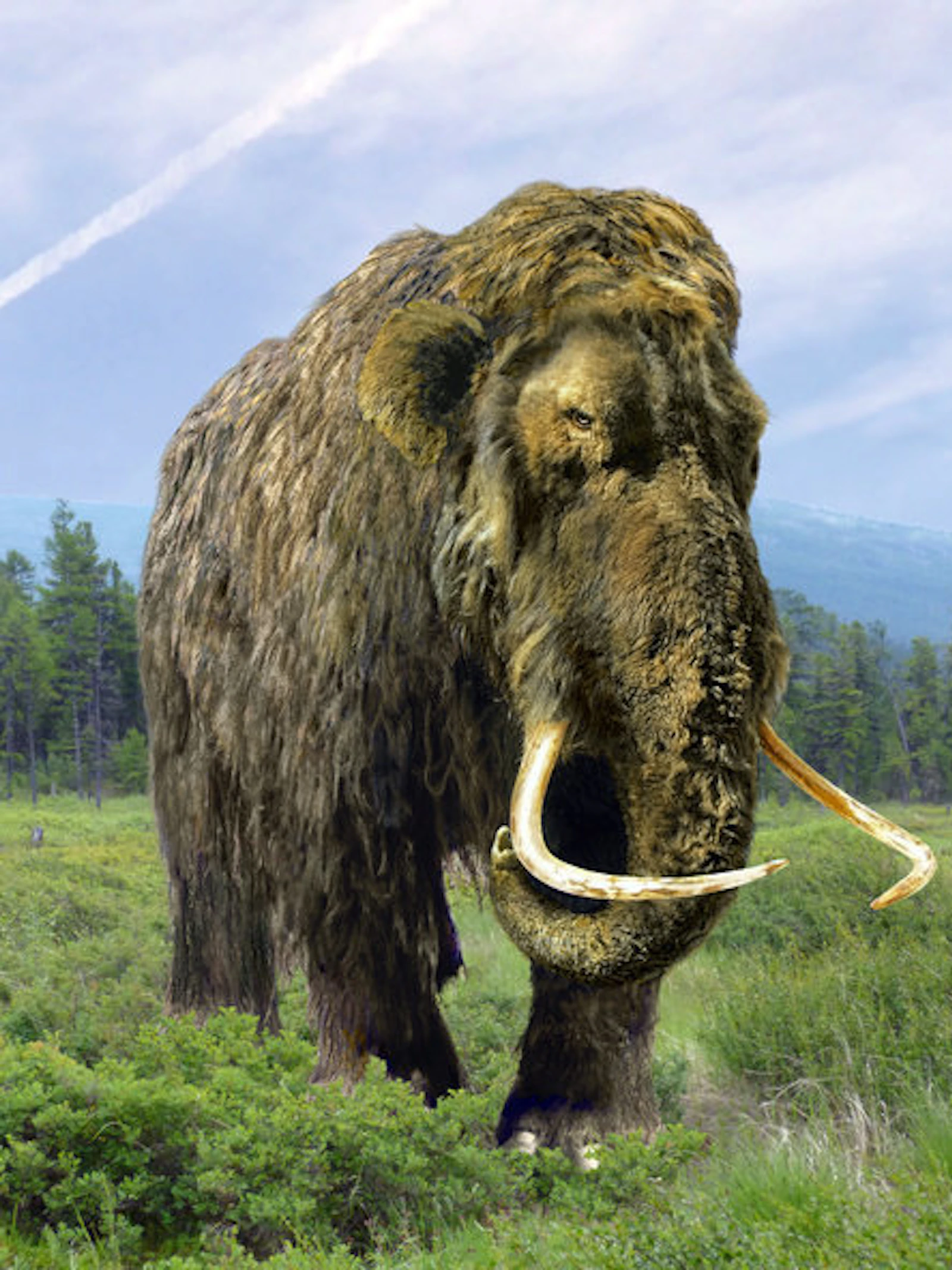 Neanderthaler en mammoet maakten gelijkaardige evolutie door