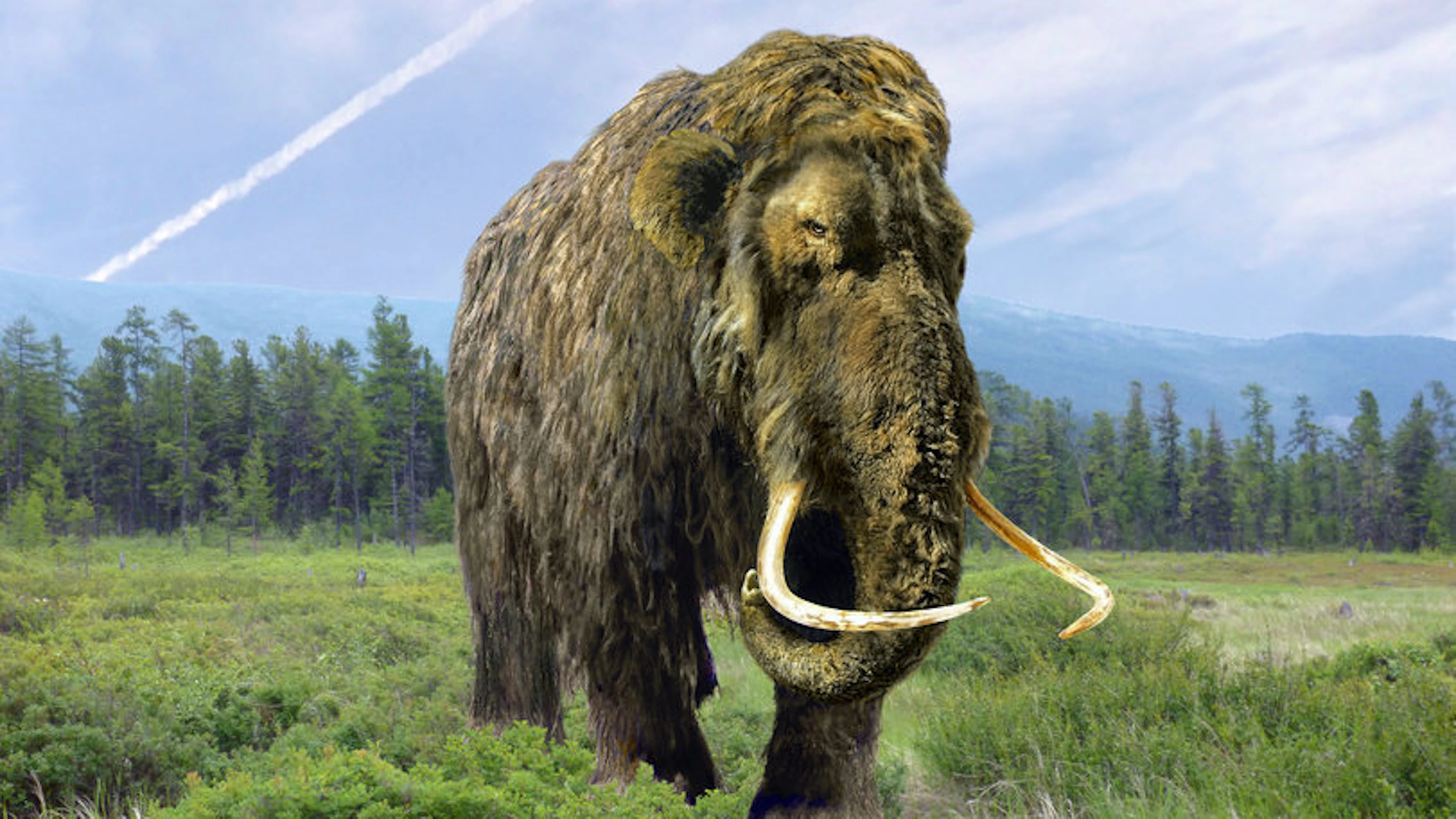 Neanderthaler en mammoet maakten gelijkaardige evolutie door