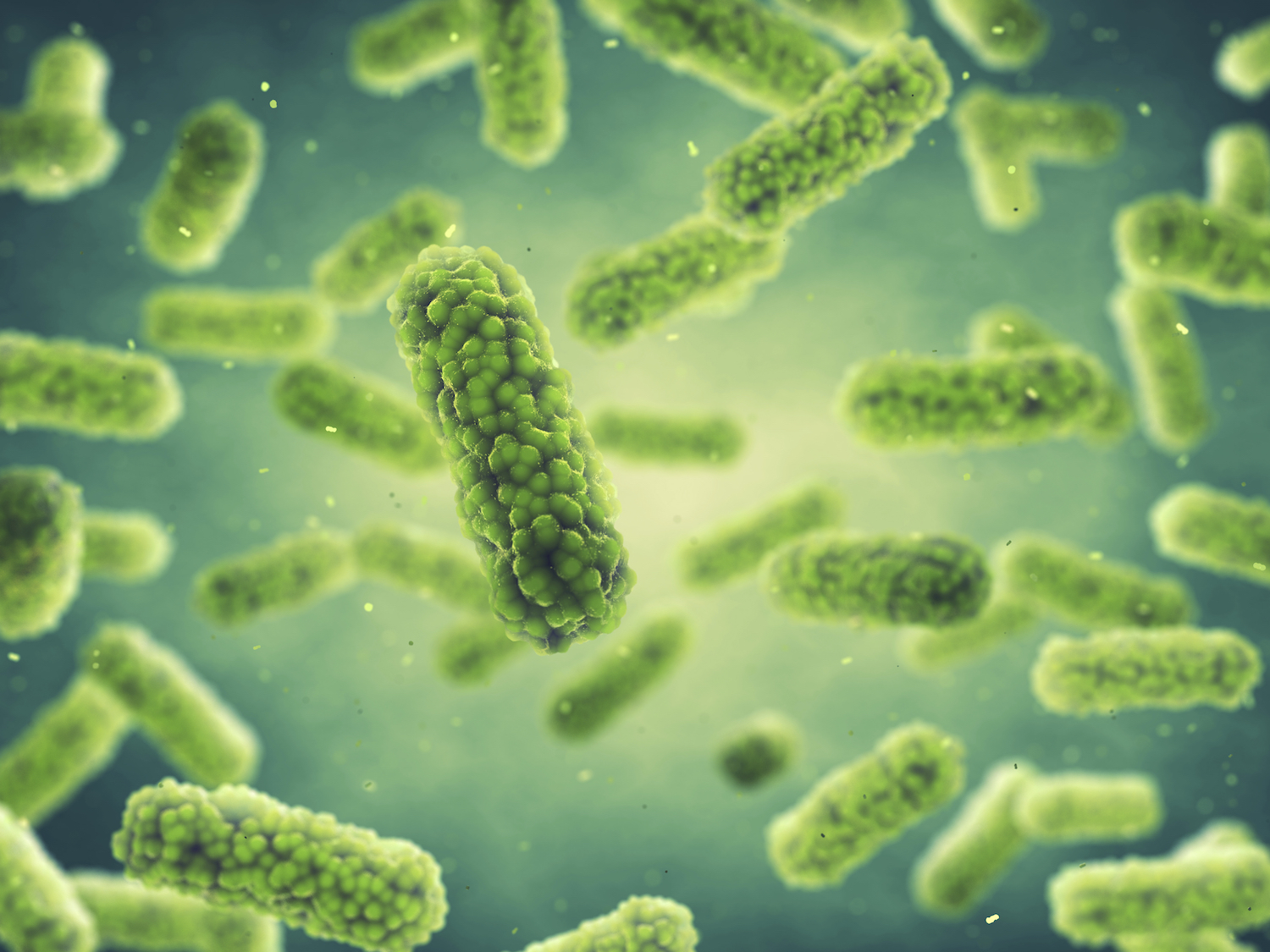Salmonella lift mee met immuuncellen