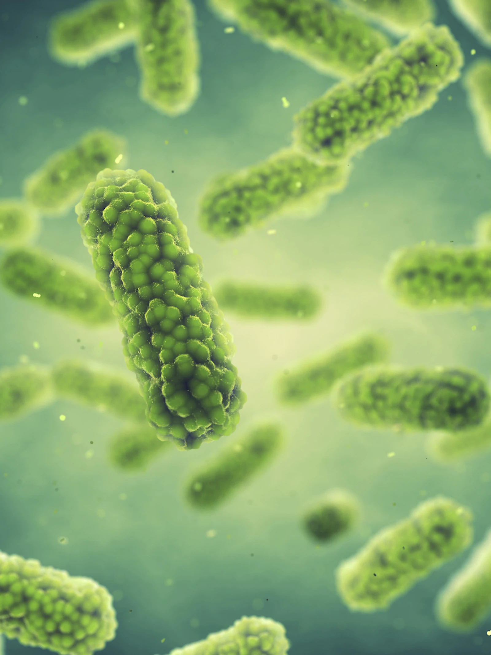 Salmonella lift mee met immuuncellen