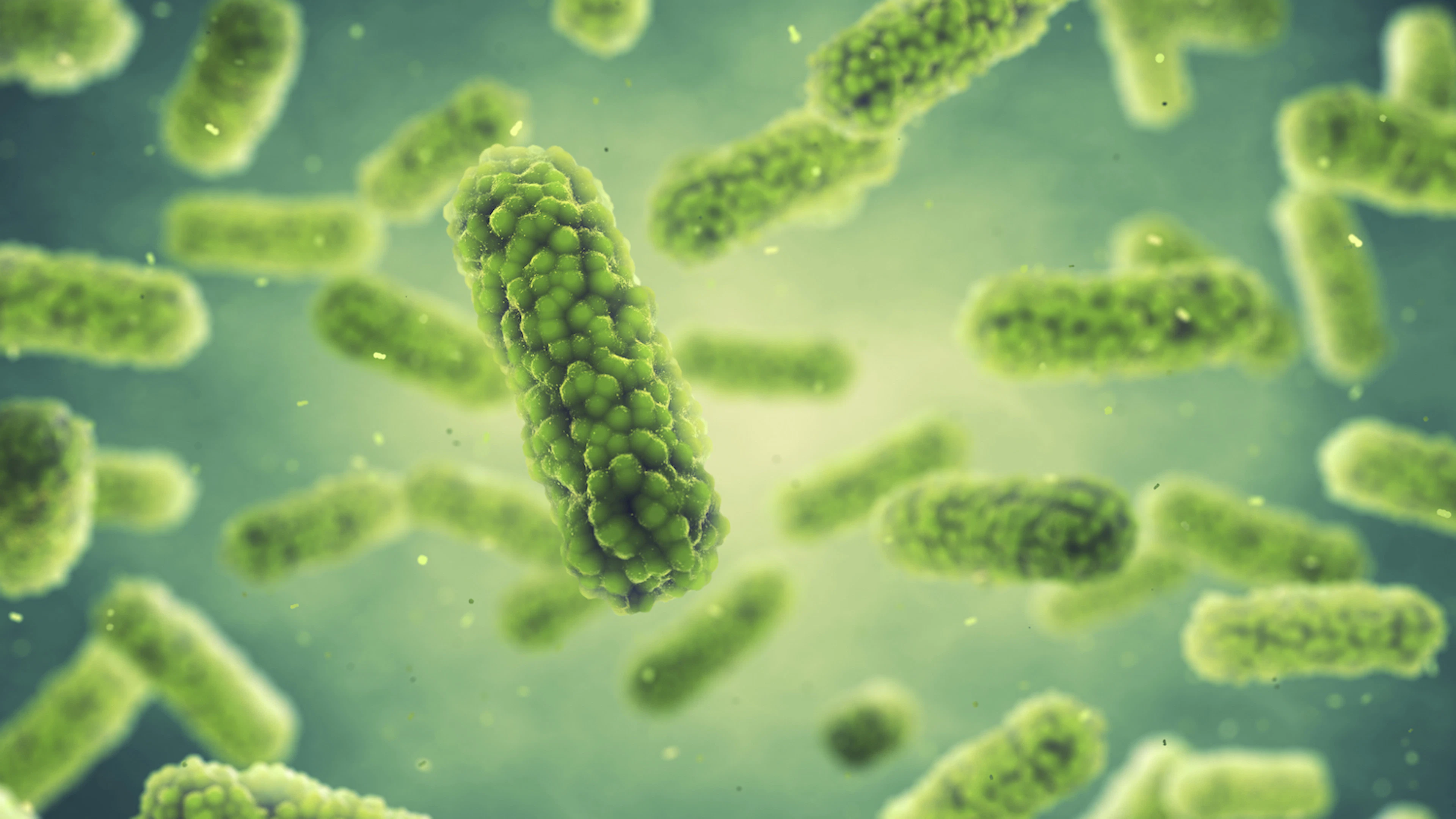 Salmonella lift mee met immuuncellen