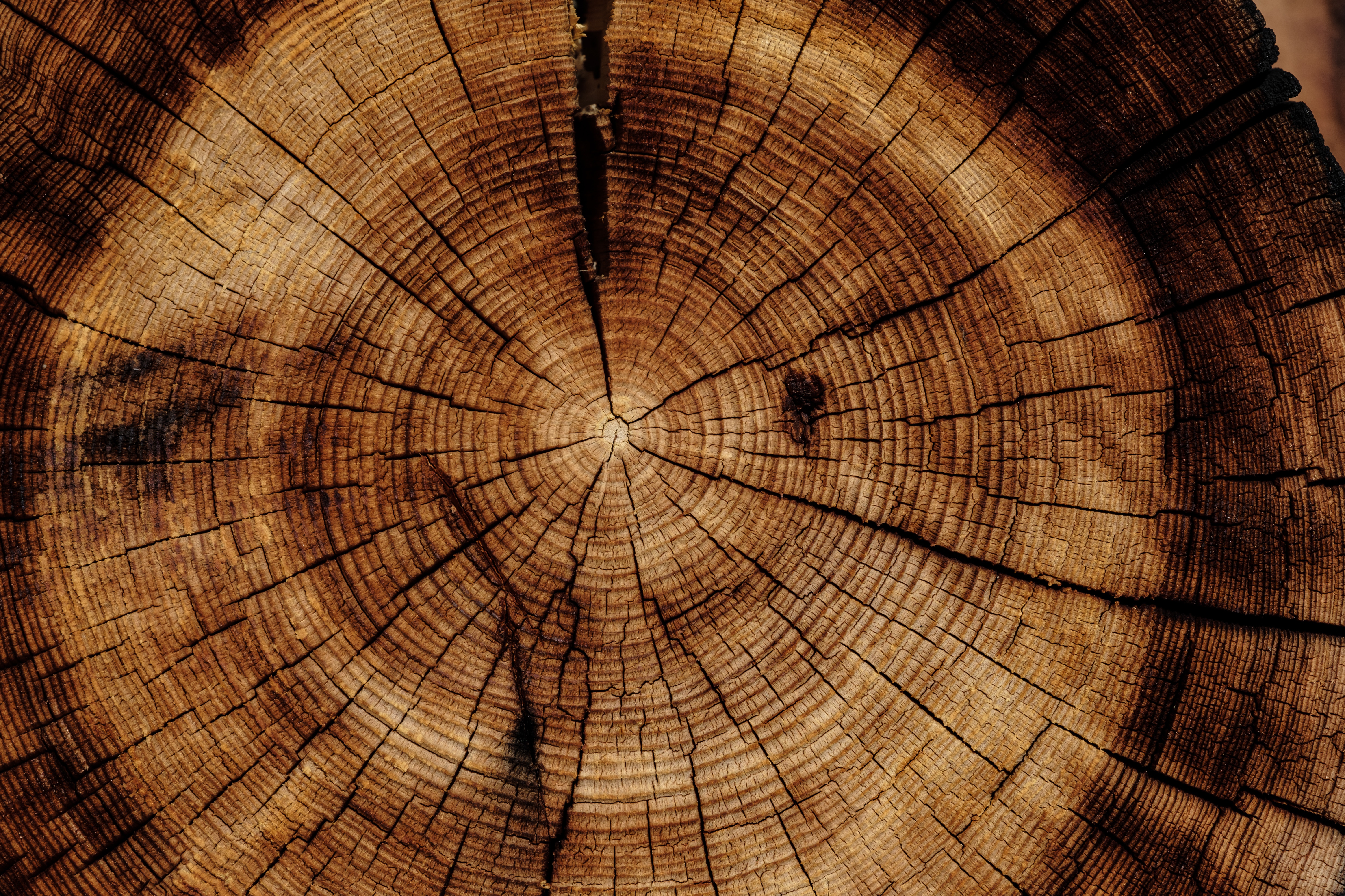 Medicijnen op basis van hout