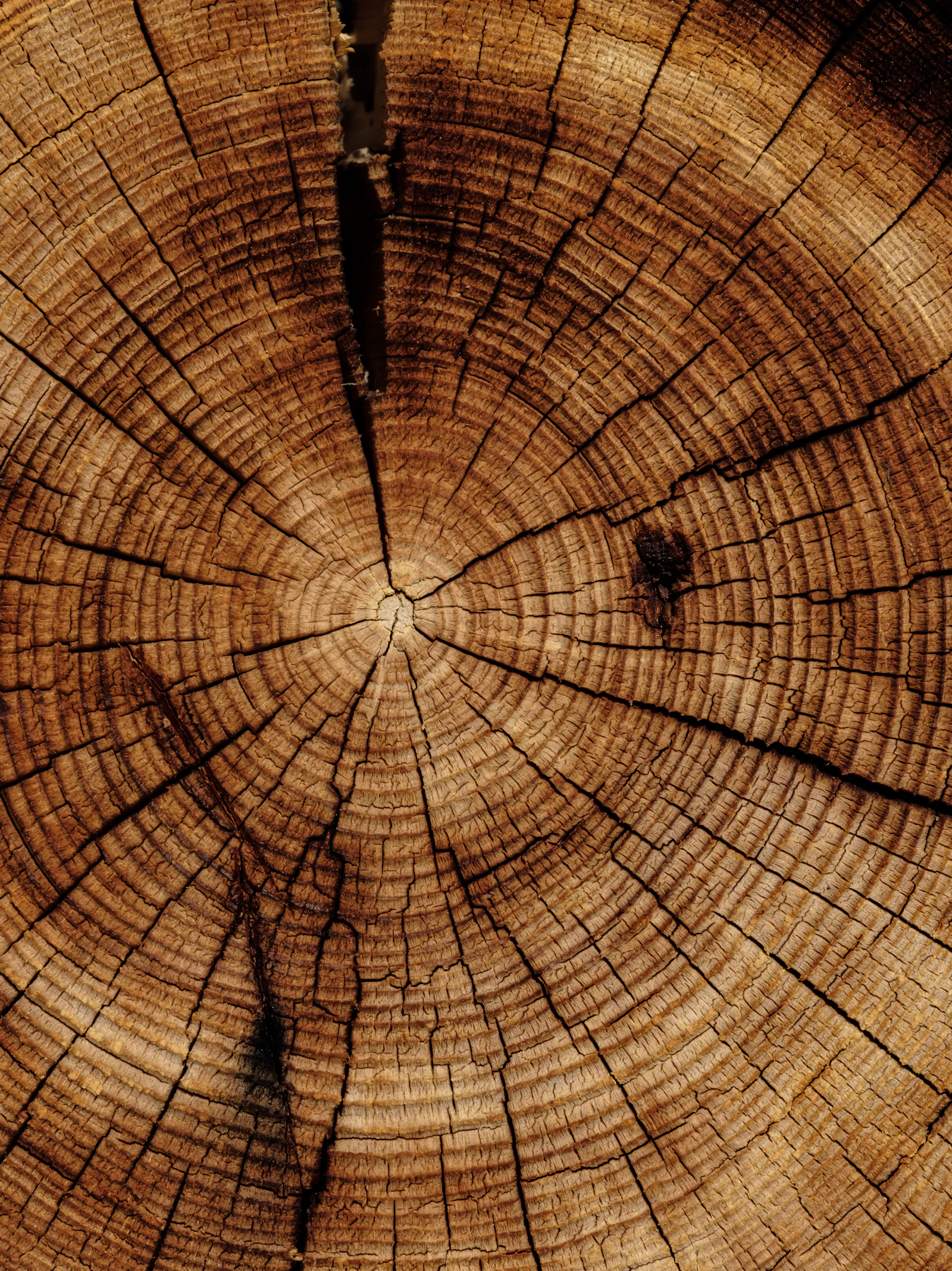 Medicijnen op basis van hout