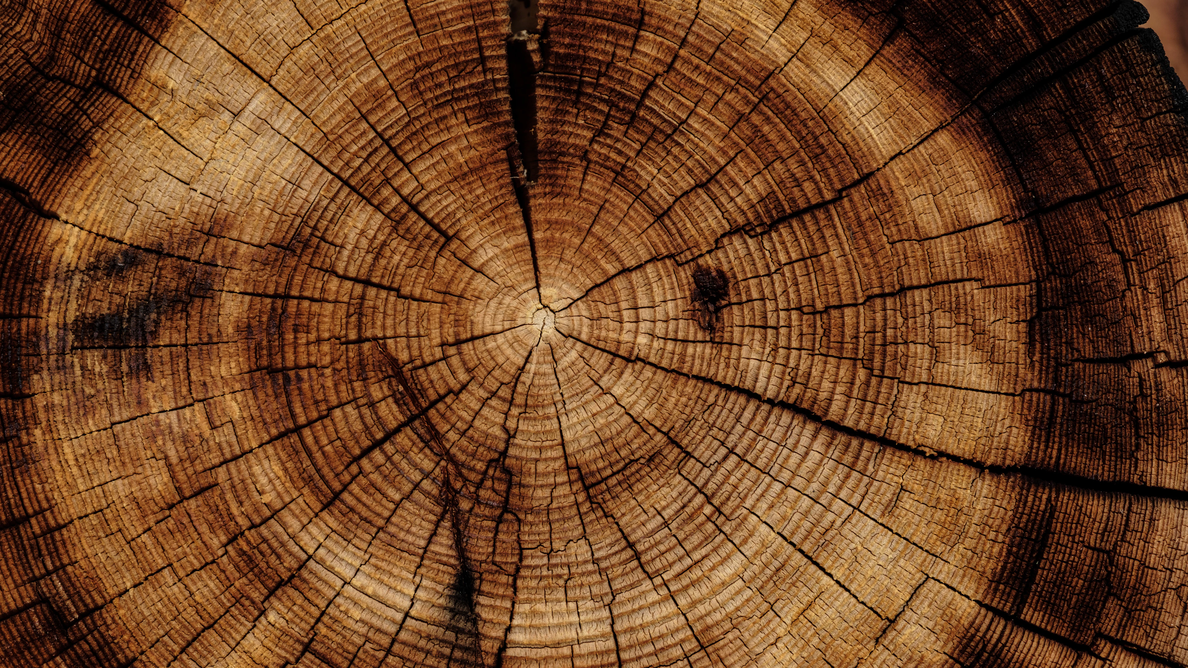 Medicijnen op basis van hout