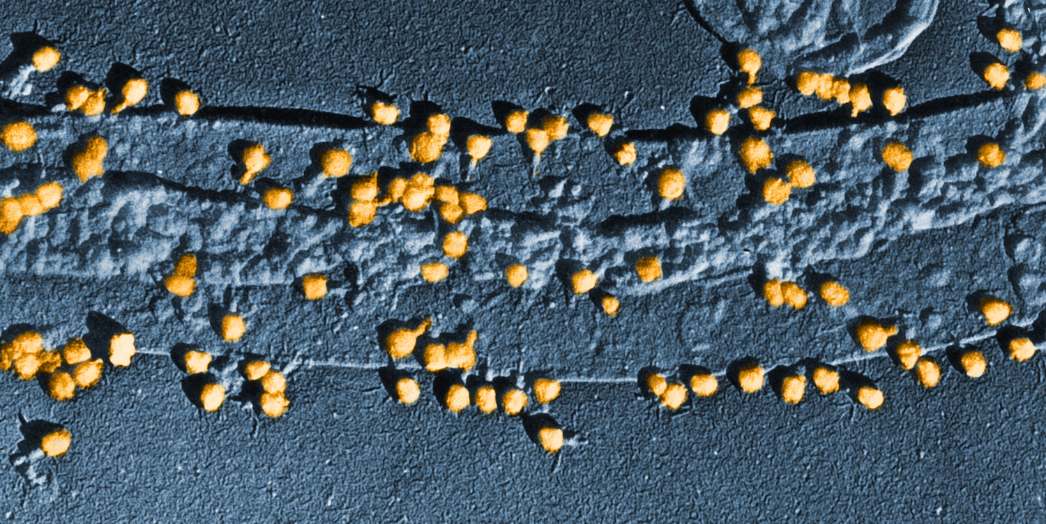 Bacteriën gebruiken virussen als wapen