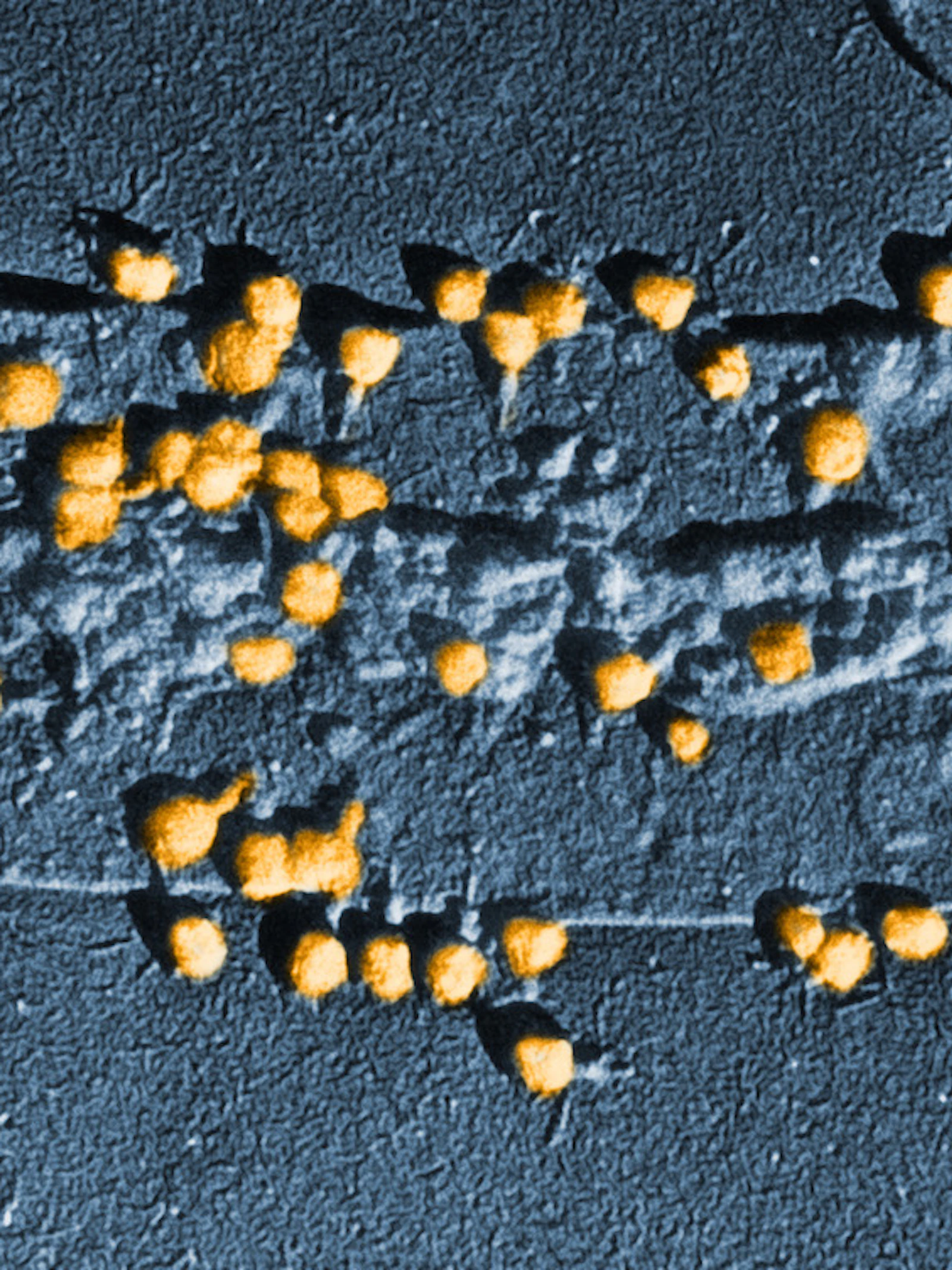 Bacteriën gebruiken virussen als wapen