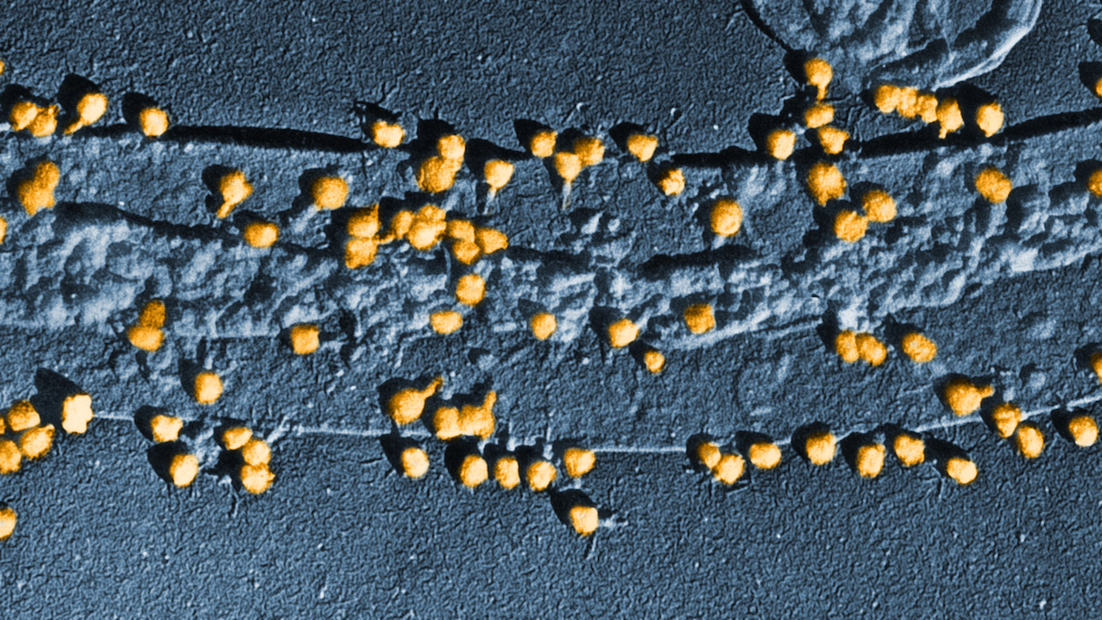 Bacteriën gebruiken virussen als wapen
