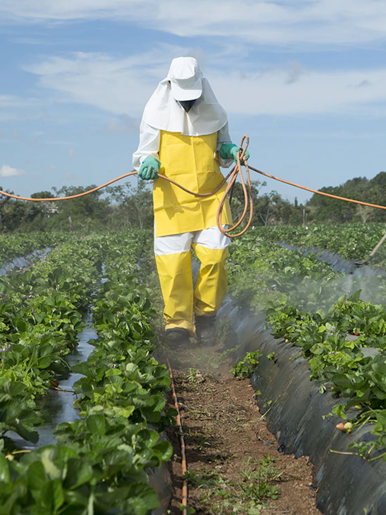Verhogen pesticiden risico op autisme?