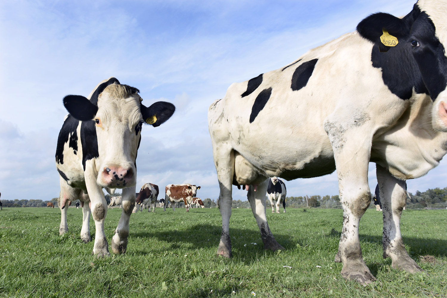 Is melk van koeien die gras eten gezonder?