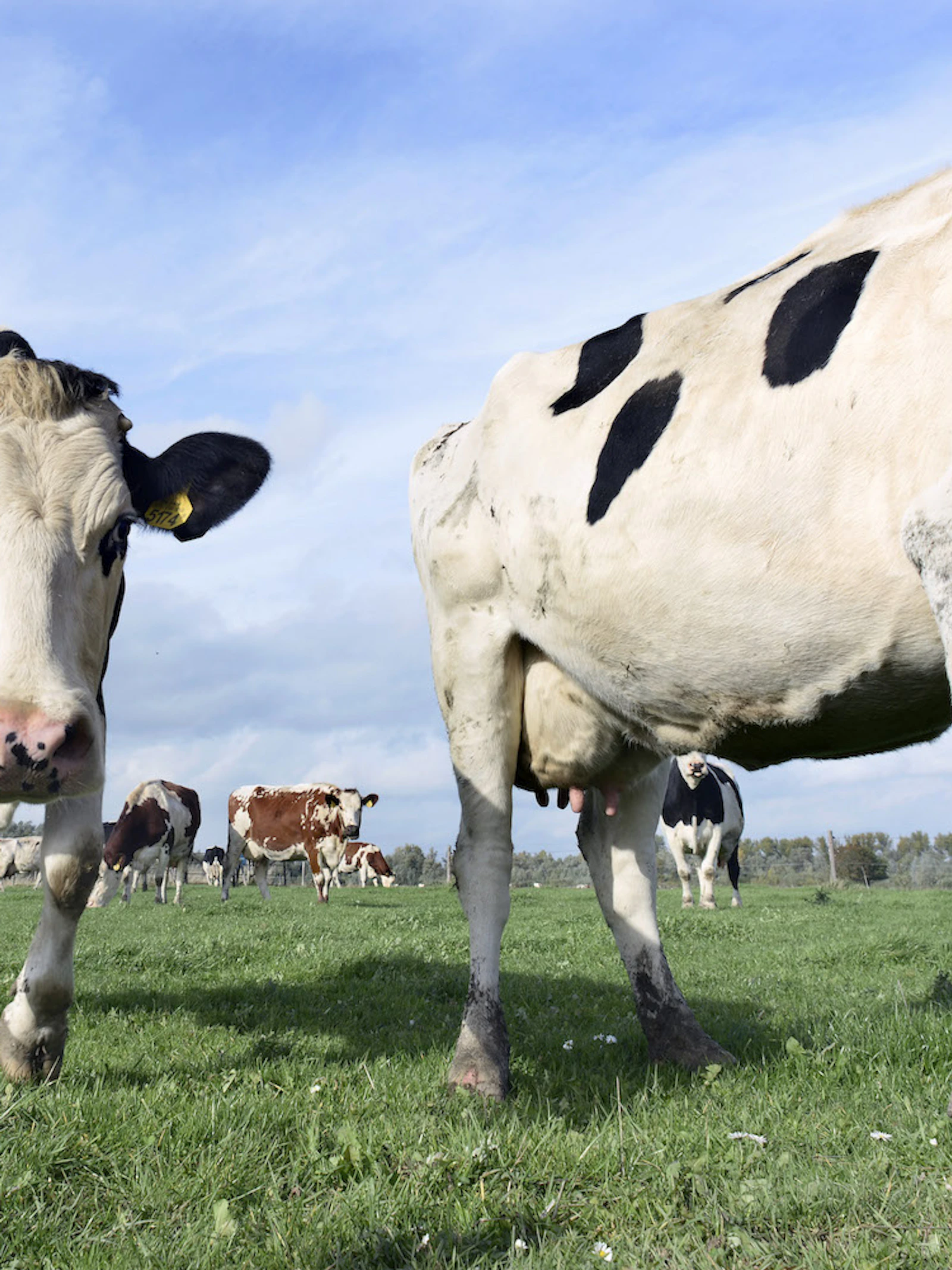 Is melk van koeien die gras eten gezonder?