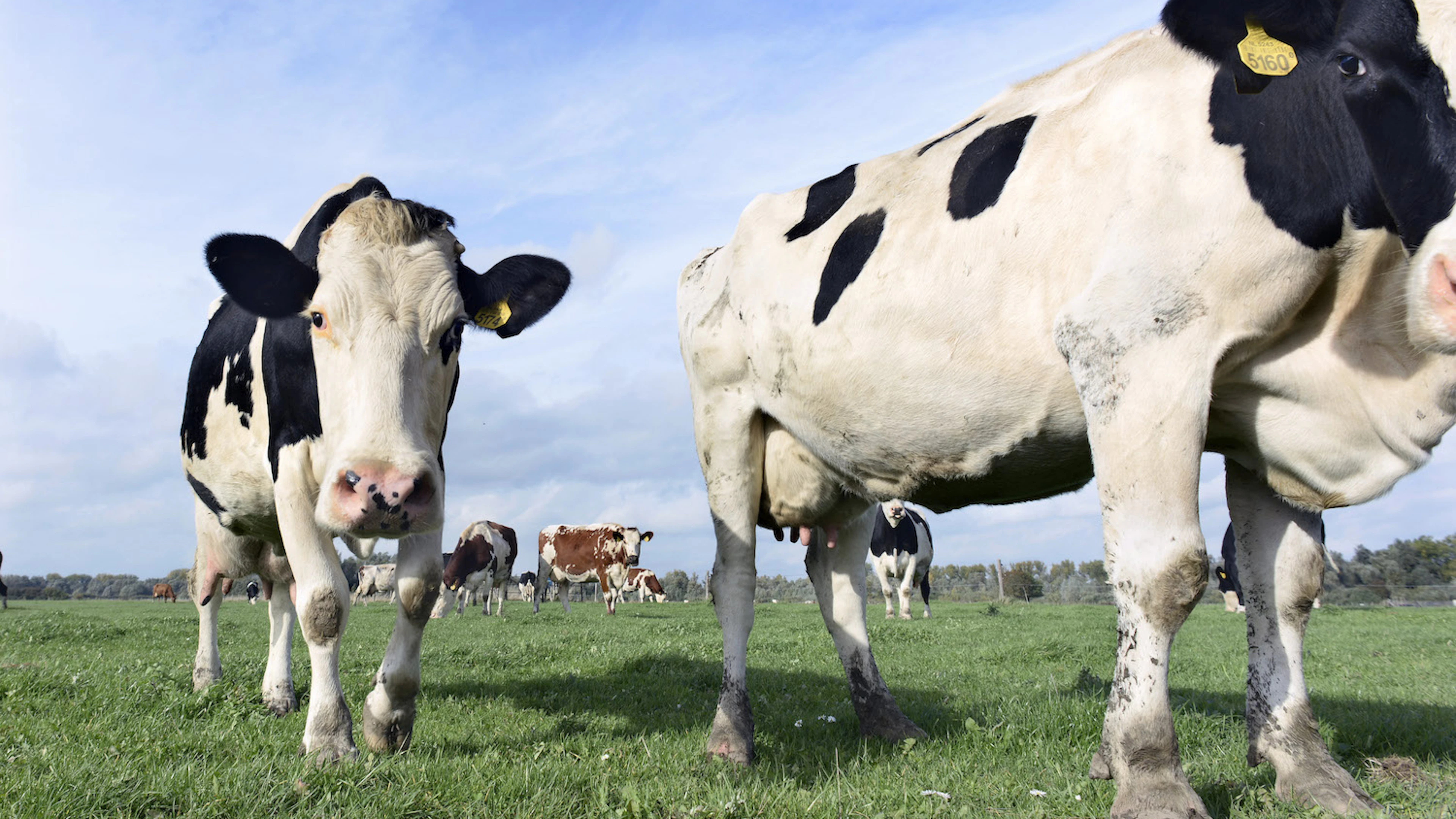 Is melk van koeien die gras eten gezonder?
