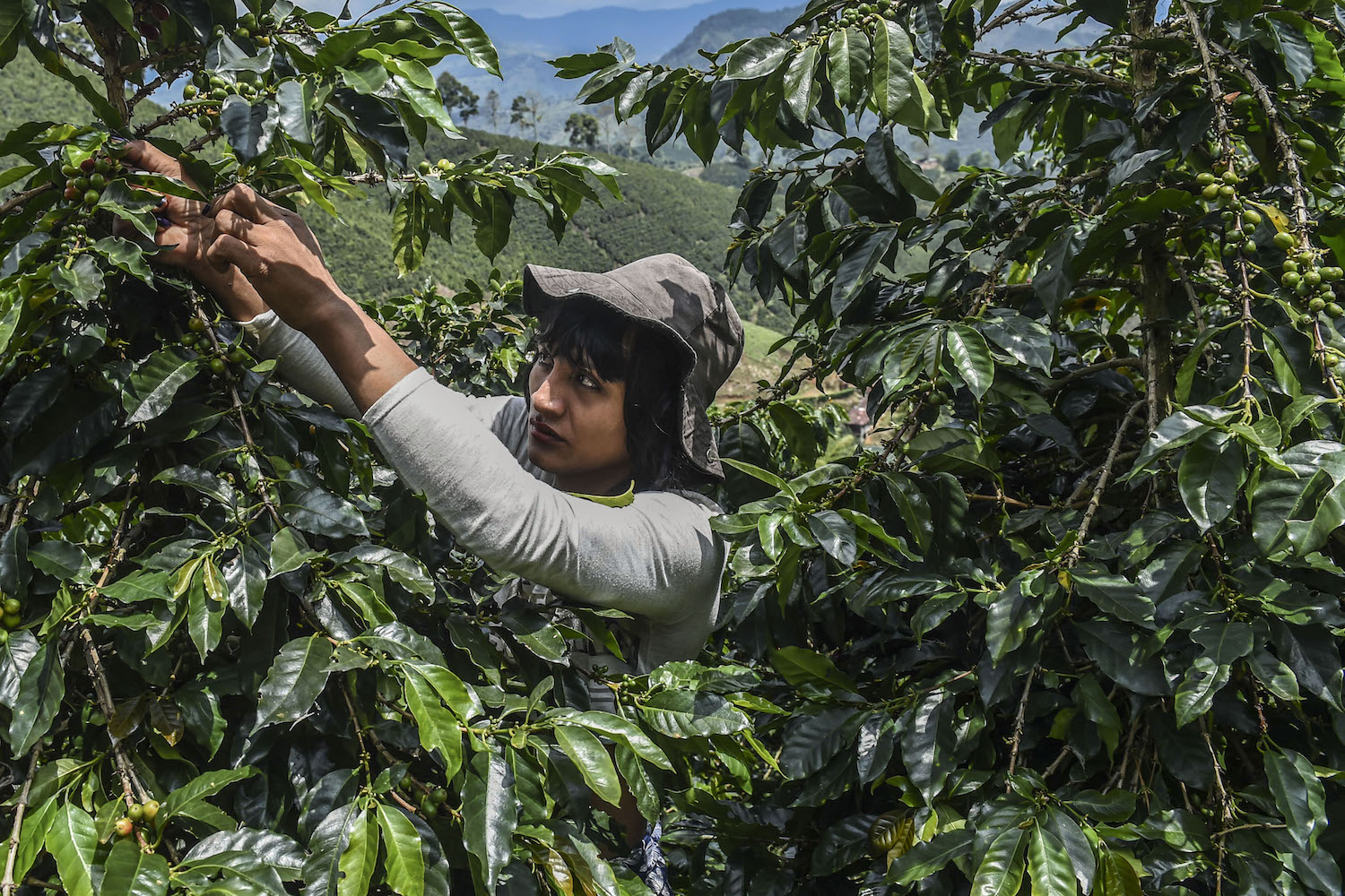 Vogels houden wel van koffieplantages