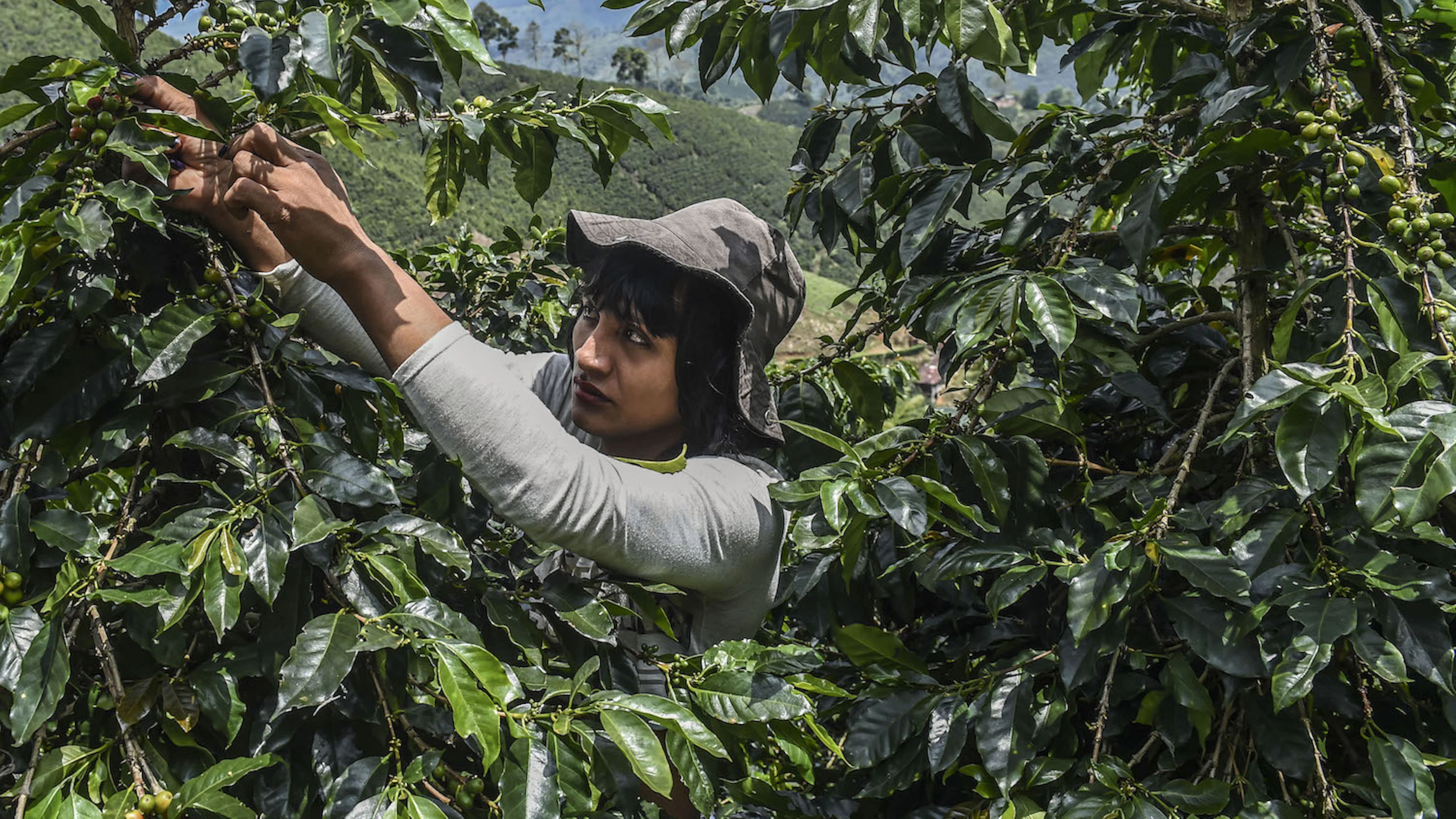Vogels houden wel van koffieplantages