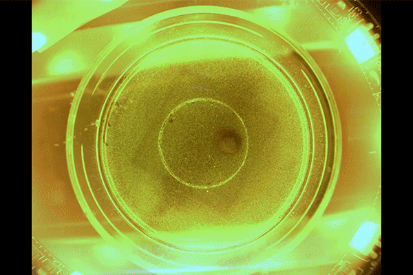 Microrobots ruimen bacteriën op