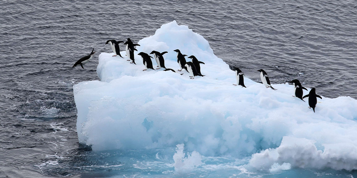 Pinguïns bemesten Antarctisch hinterland (en dat is goed voor het ecosysteem)