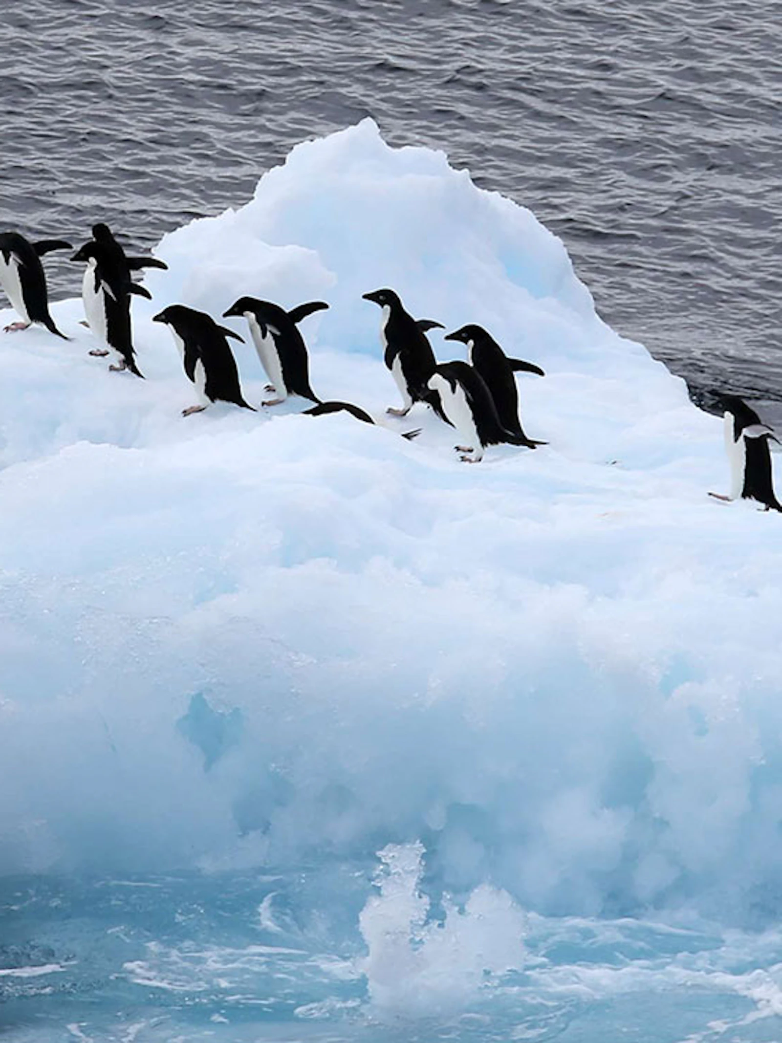 Pinguïns bemesten Antarctisch hinterland (en dat is goed voor het ecosysteem)