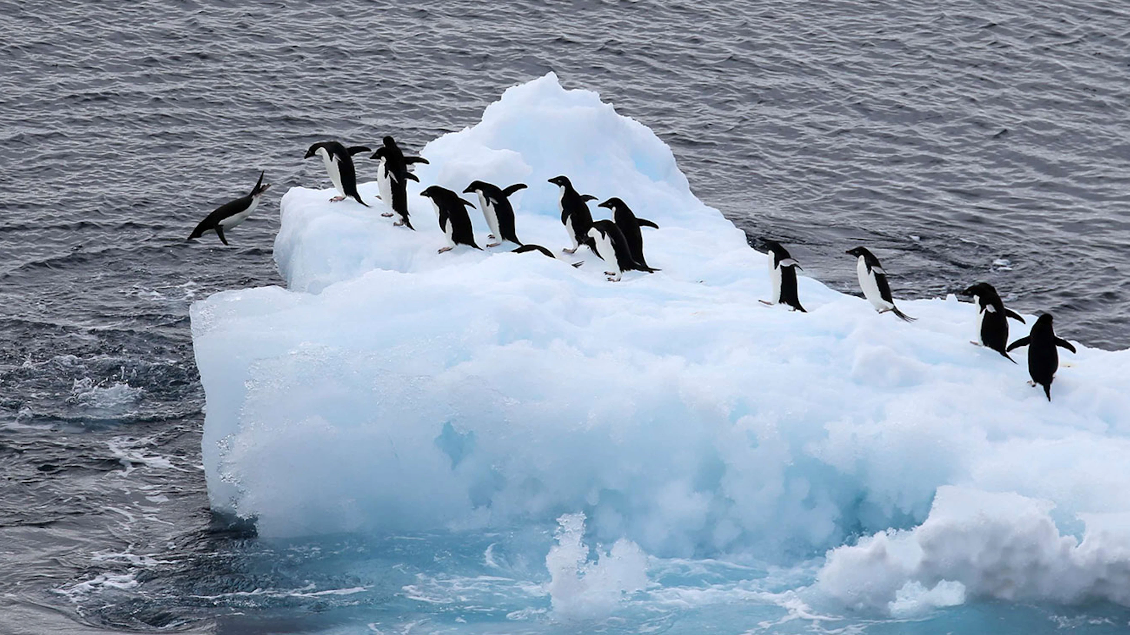 Pinguïns bemesten Antarctisch hinterland (en dat is goed voor het ecosysteem)