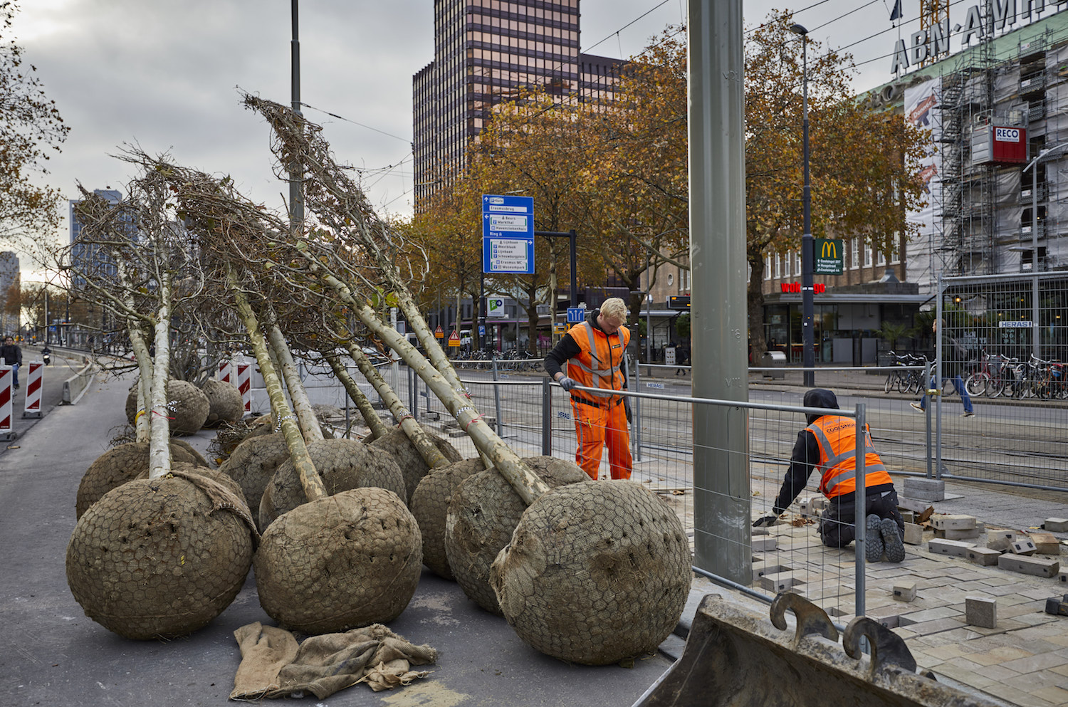 Stadsbomen groeien sneller, maar sterven jong