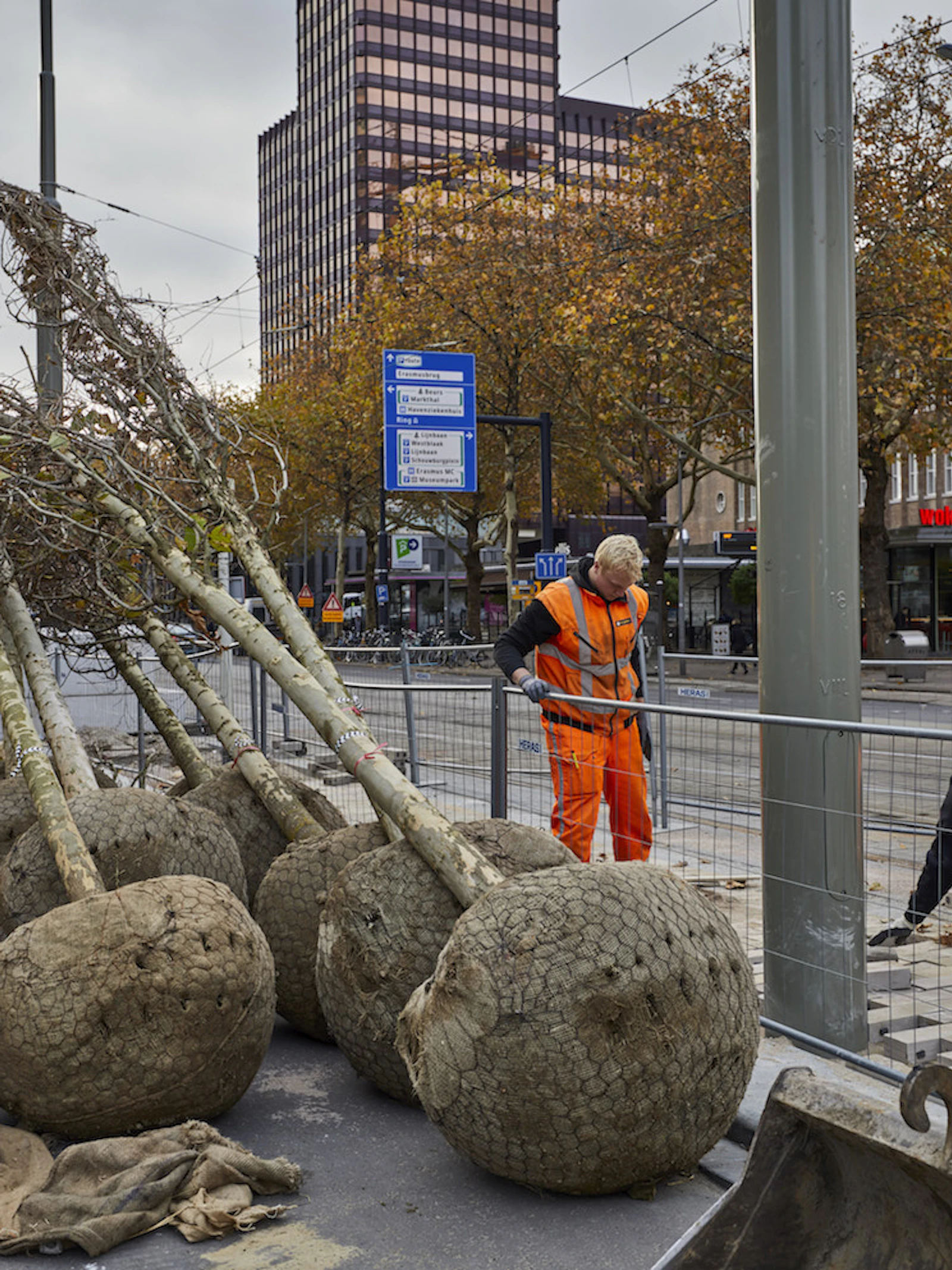 Stadsbomen groeien sneller, maar sterven jong