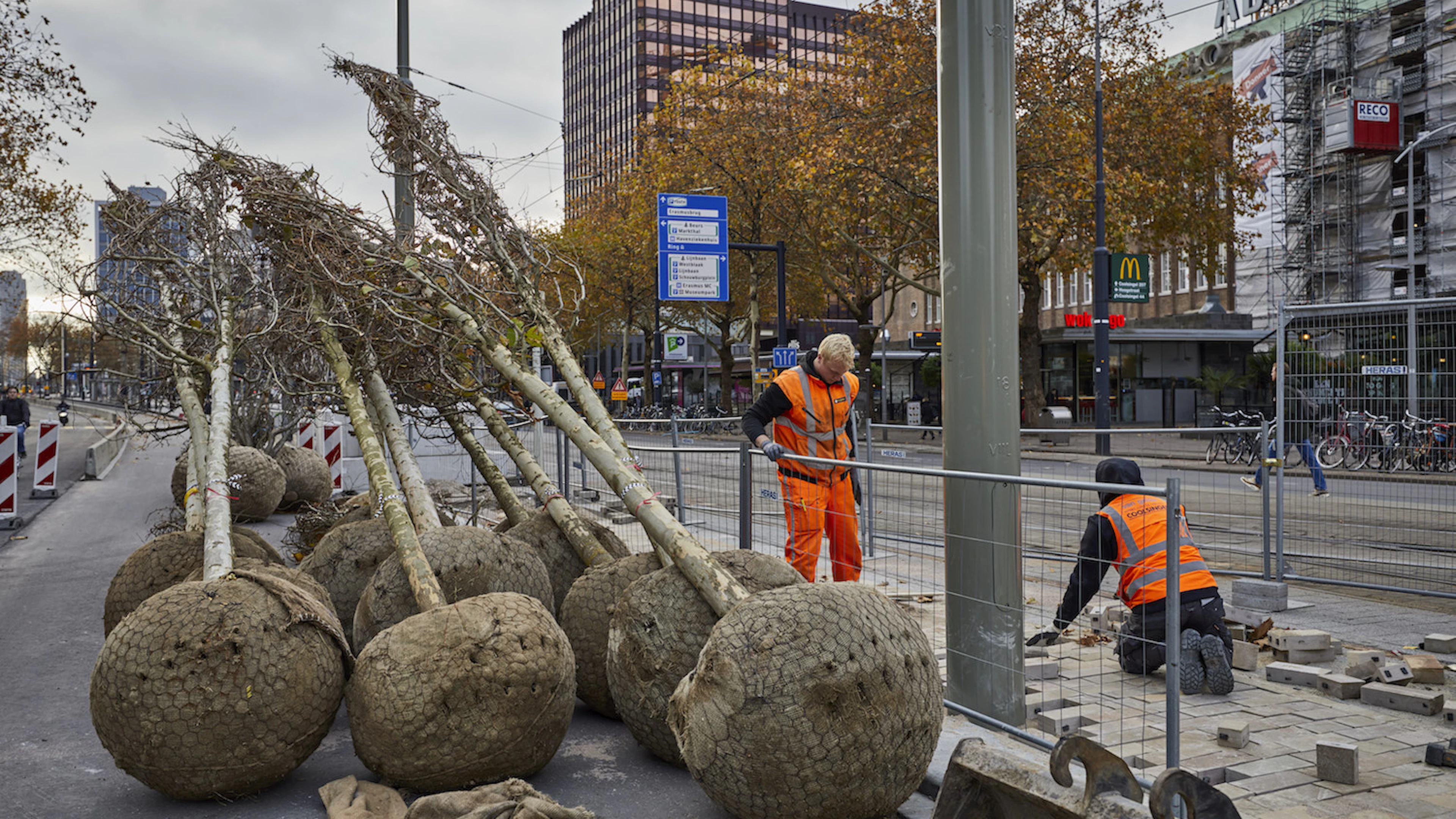Stadsbomen groeien sneller, maar sterven jong