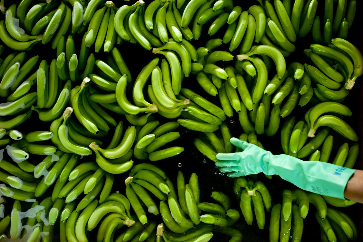 Klimaatverandering verhoogt risico op bananenziekte