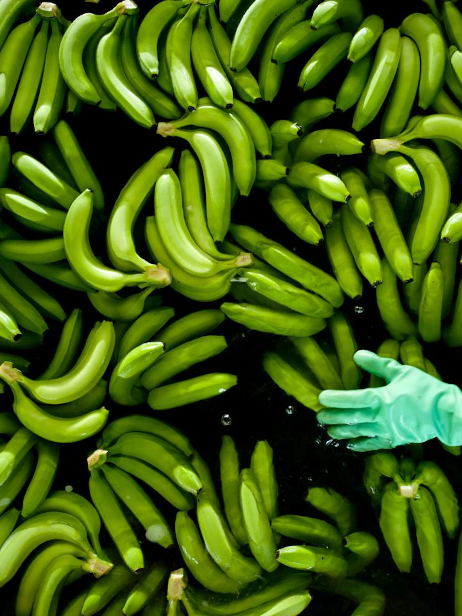 Klimaatverandering verhoogt risico op bananenziekte