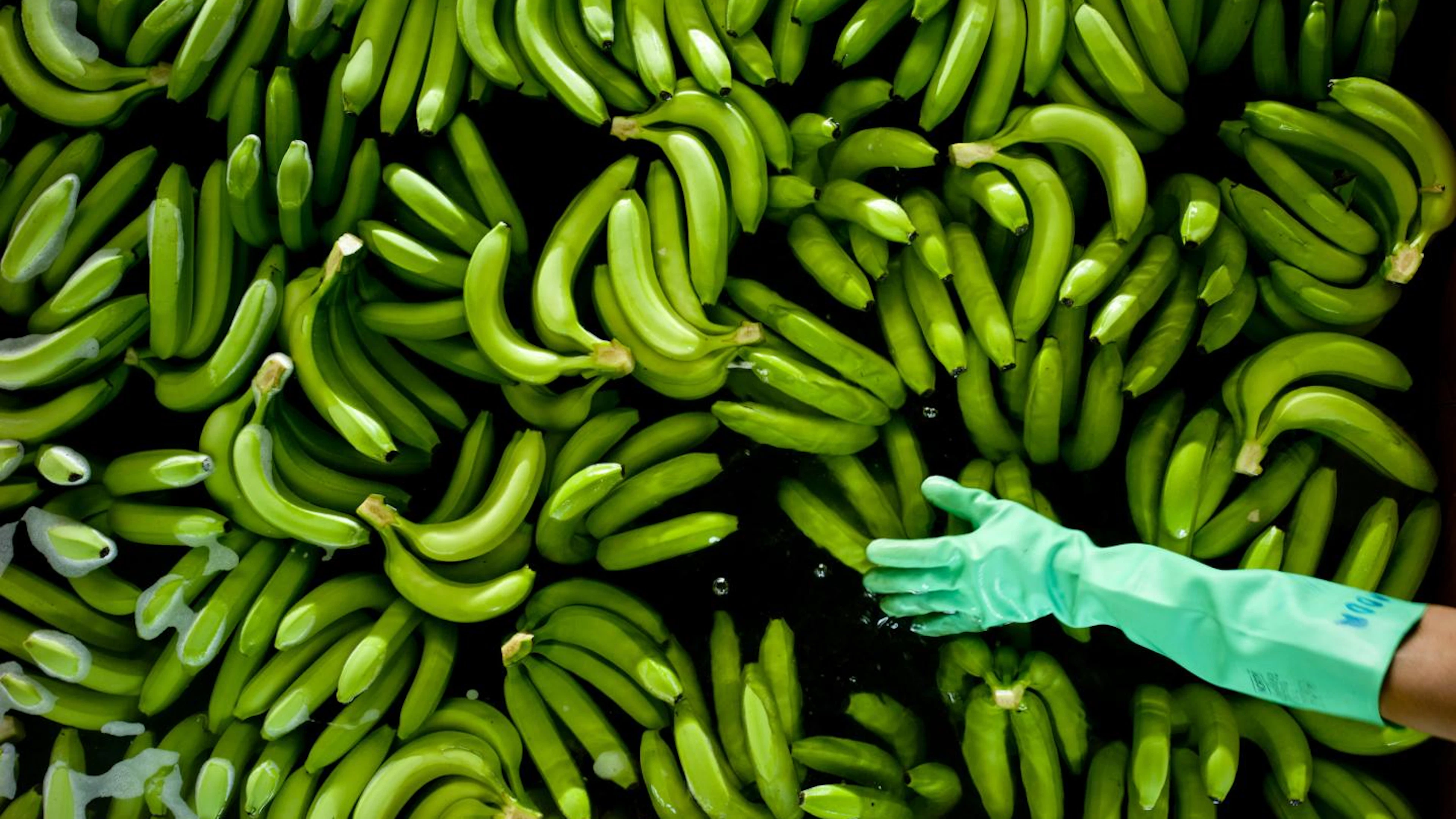 Klimaatverandering verhoogt risico op bananenziekte