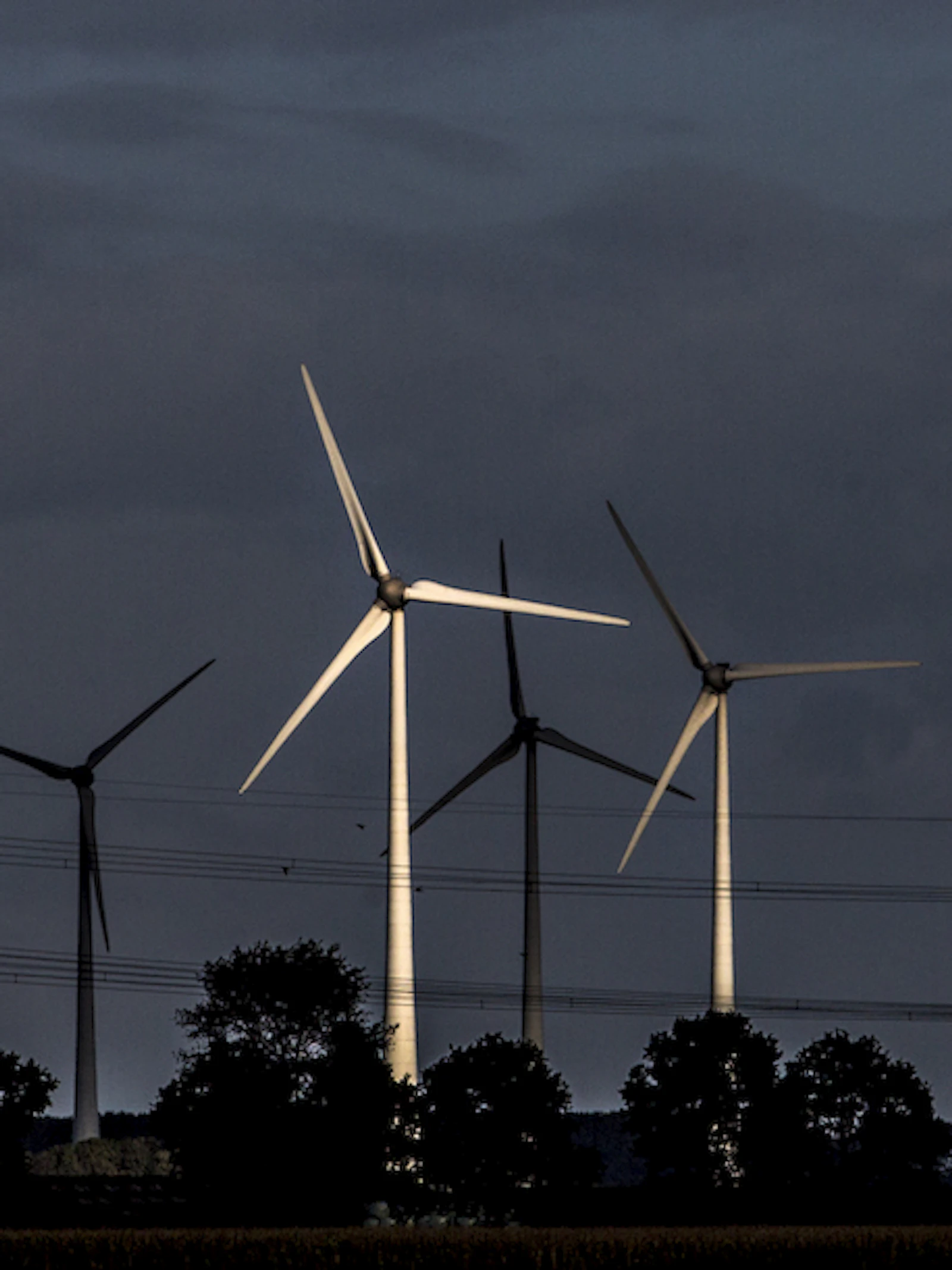 ‘Fluitje’ houdt vleermuizen weg van windmolens