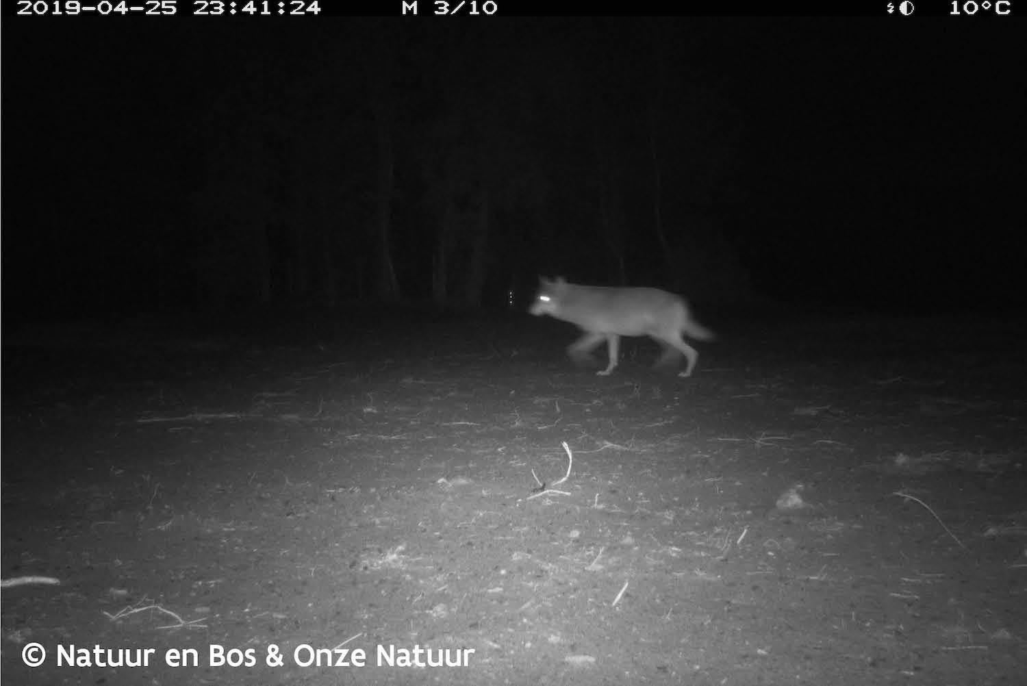 Mens versus wolf: elkaar mijden is beste scenario om samen te leven